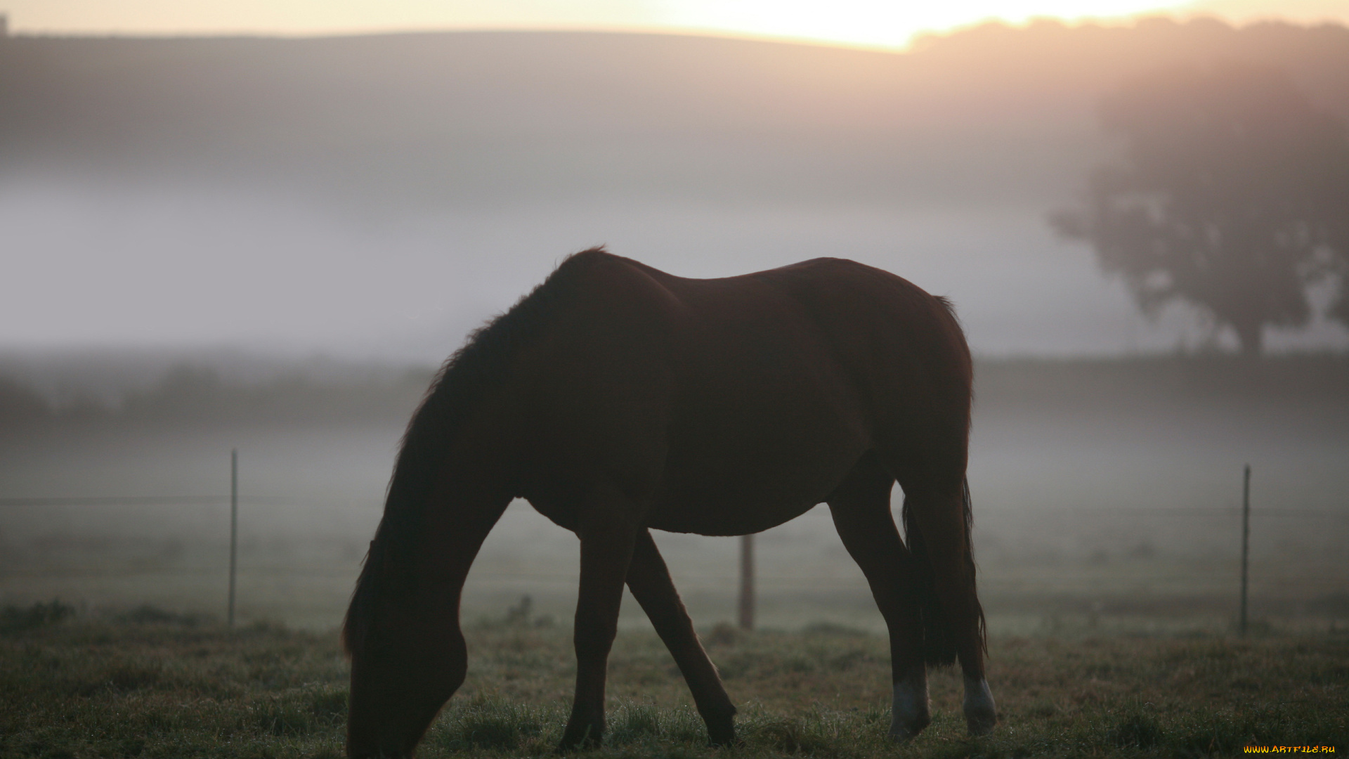 животные, лошади, поле, туман, утро, пейзажи, трава, пастбище