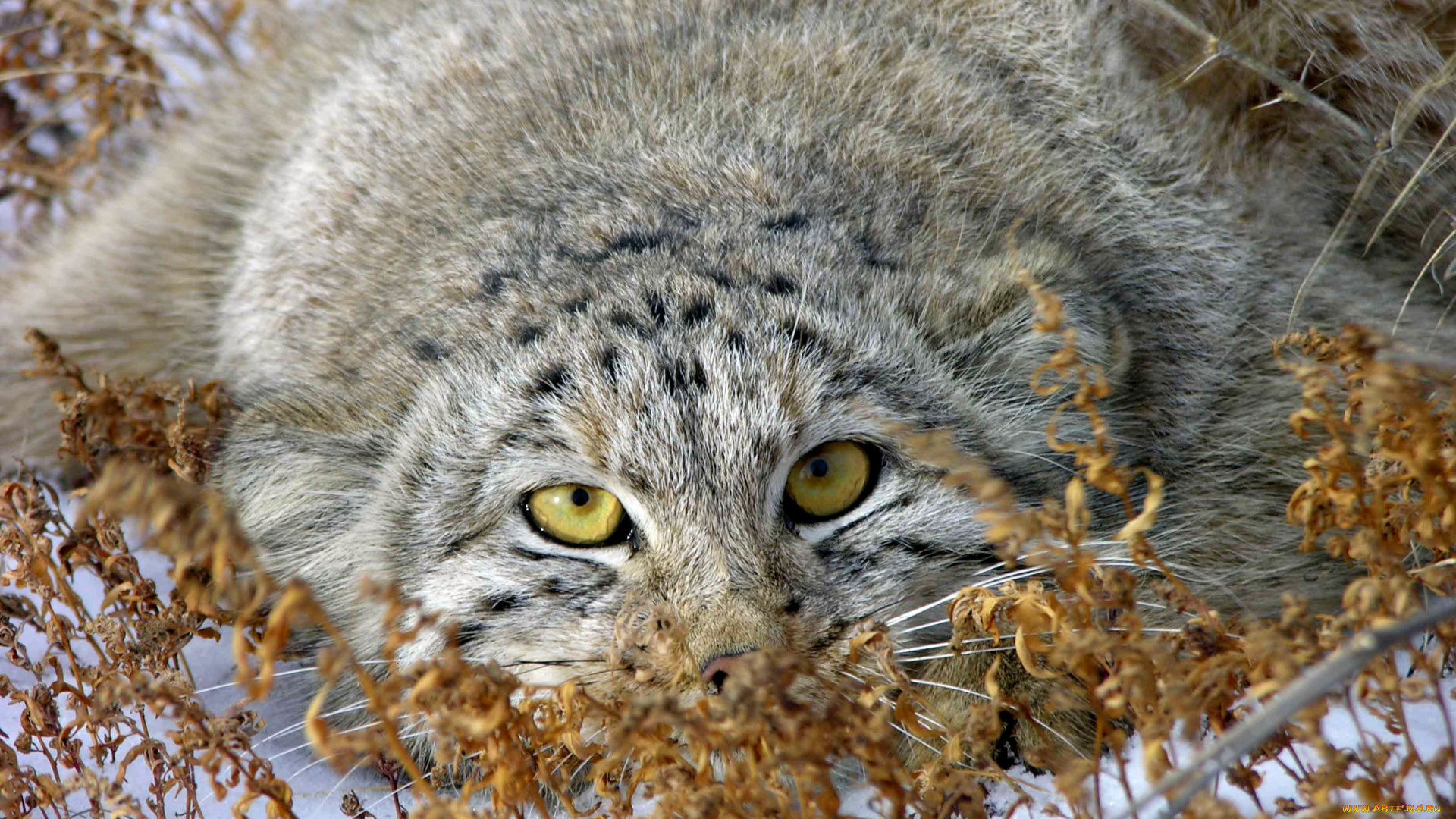 животные, манулы, кот, манул