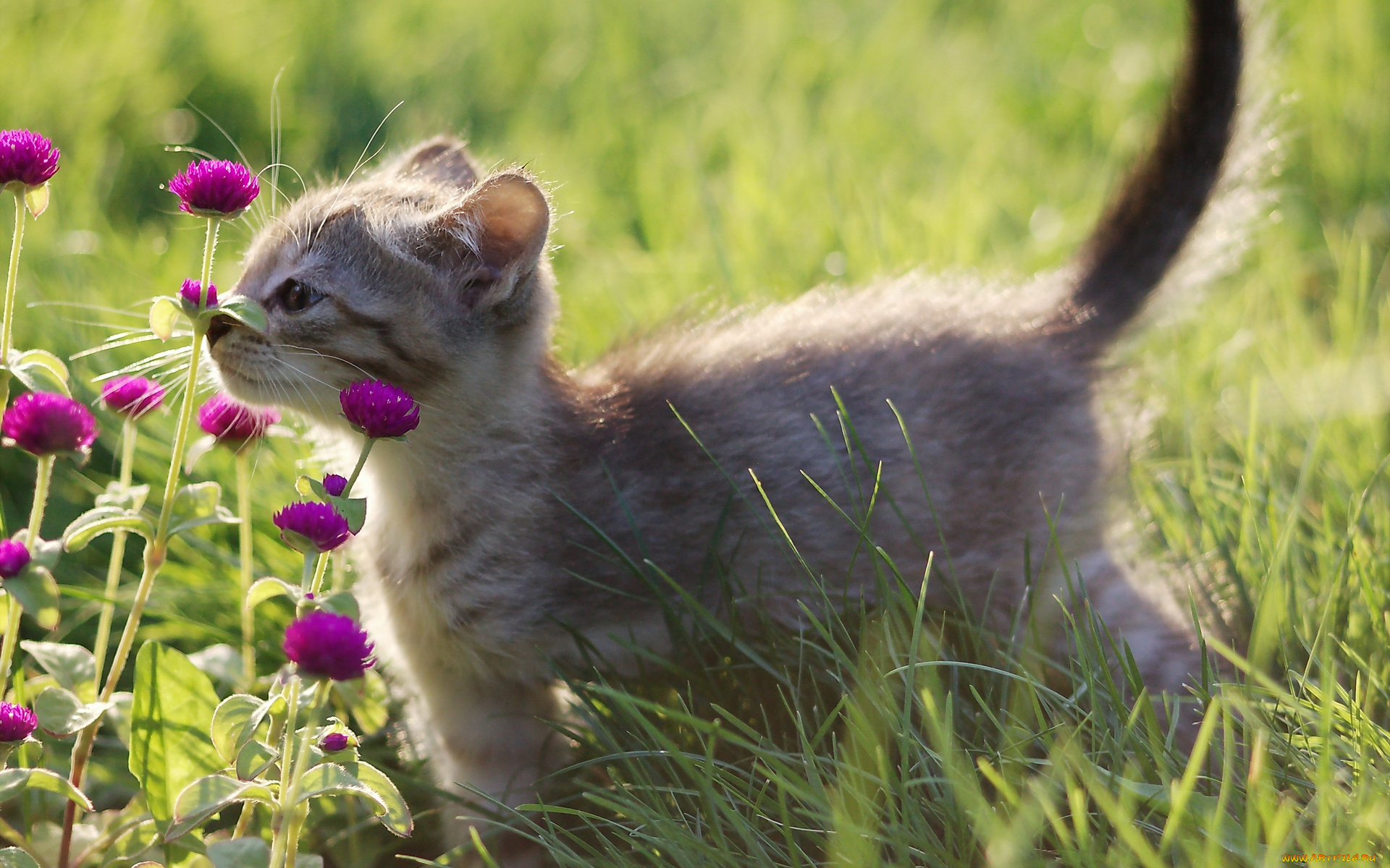 животные, коты, котёнок, цветы