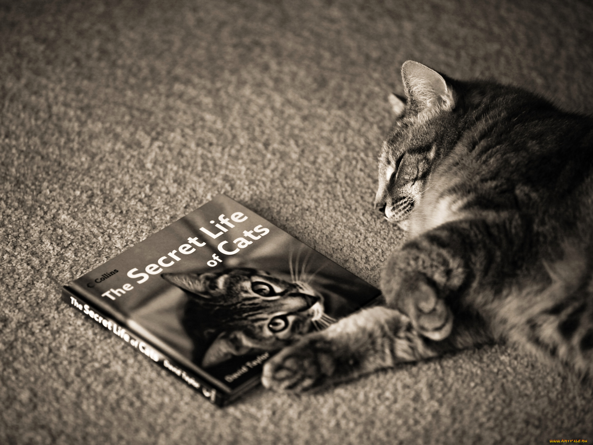 животные, коты, книга, кот, кошка