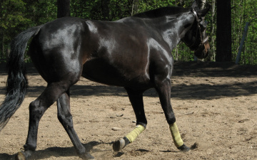 Картинка животные лошади испанский конь жеребец вороной