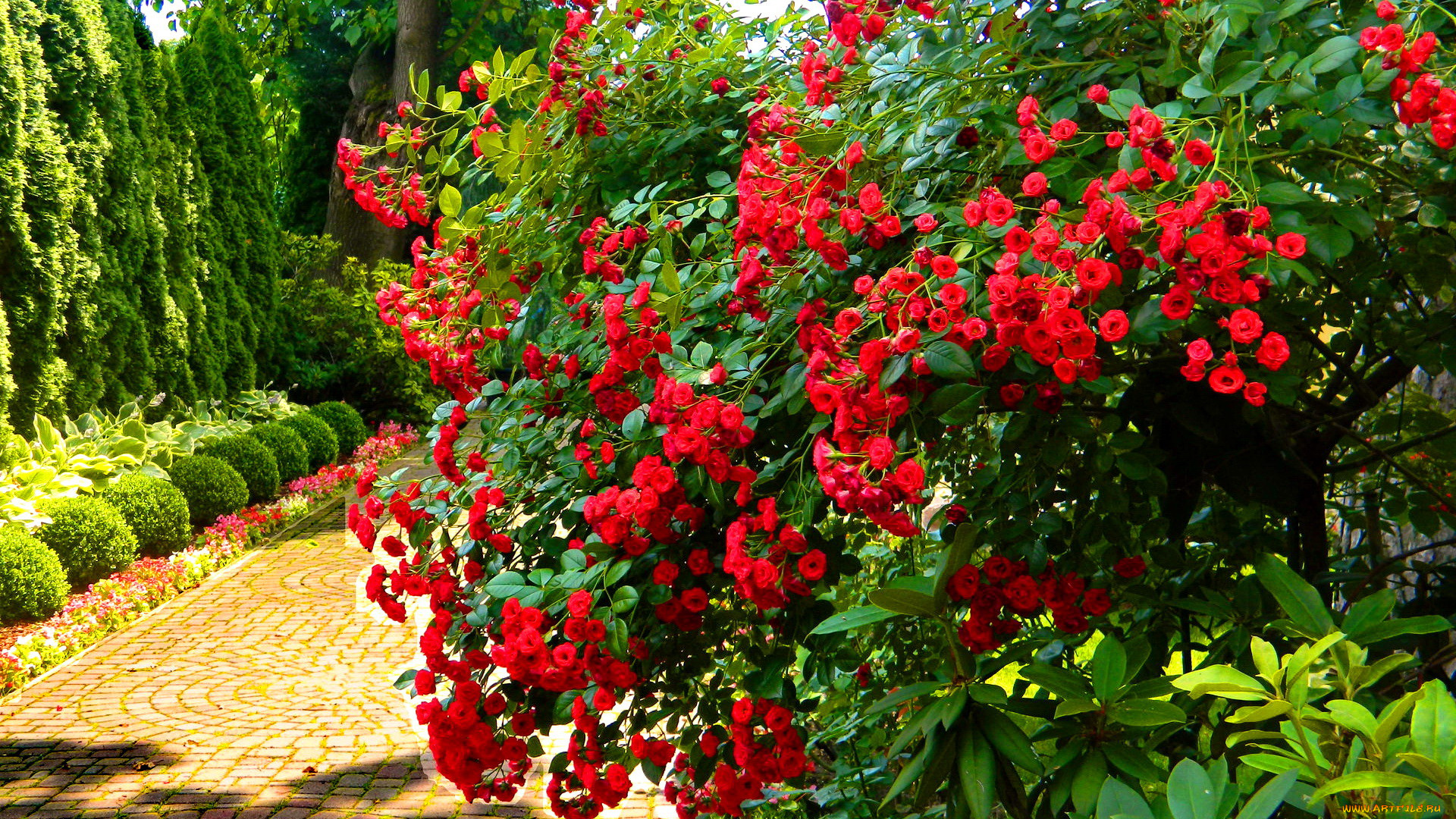 Красные Цветы В Саду
