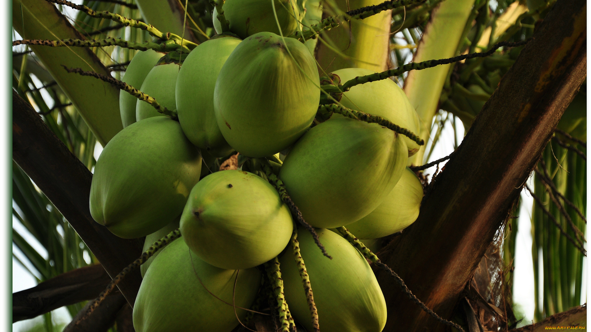 природа, плоды, кокос, орехи, пальма
