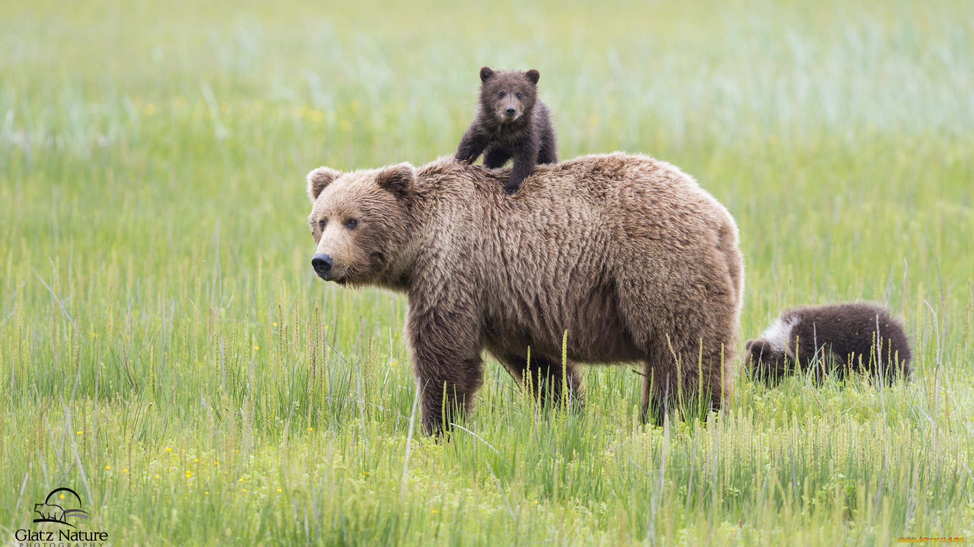 животные, медведи, семья, lake, clark, national, park, alaska, аляска, медведица, медвежата, детёныши, материнство
