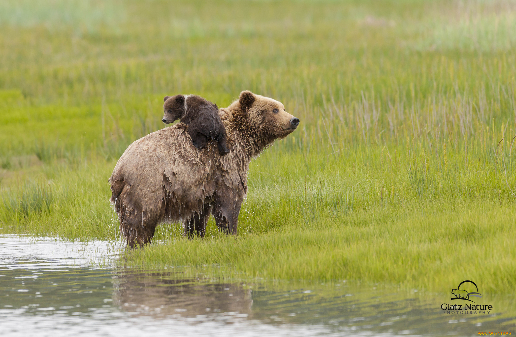 животные, медведи, семья, lake, clark, national, park, alaska, аляска, медведица, медвежонок, детёныш