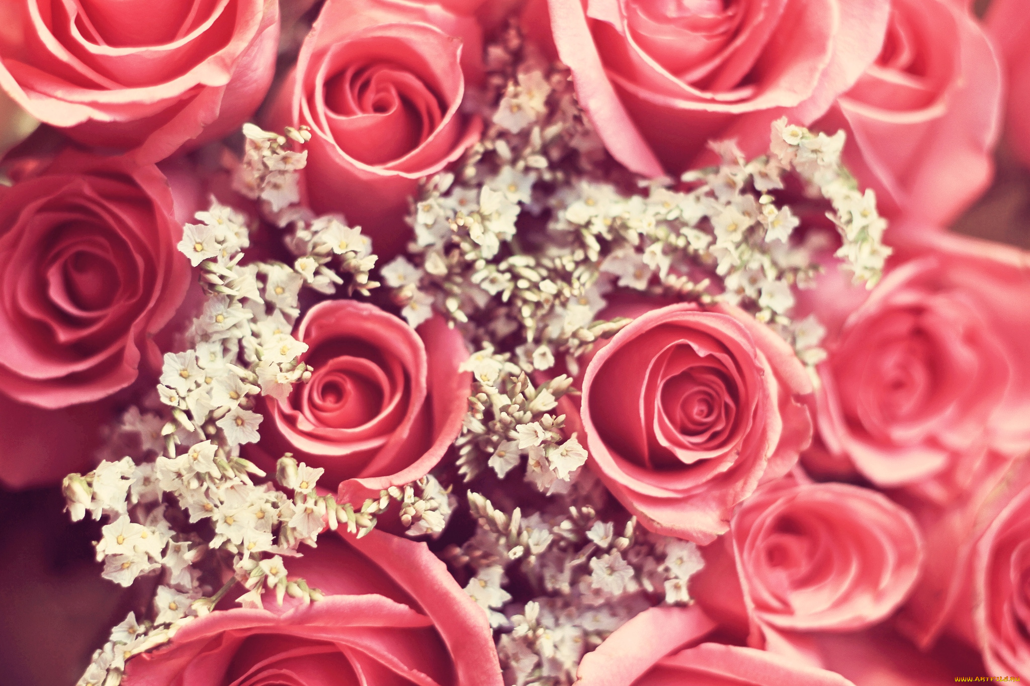 цветы, разные, вместе, розовый