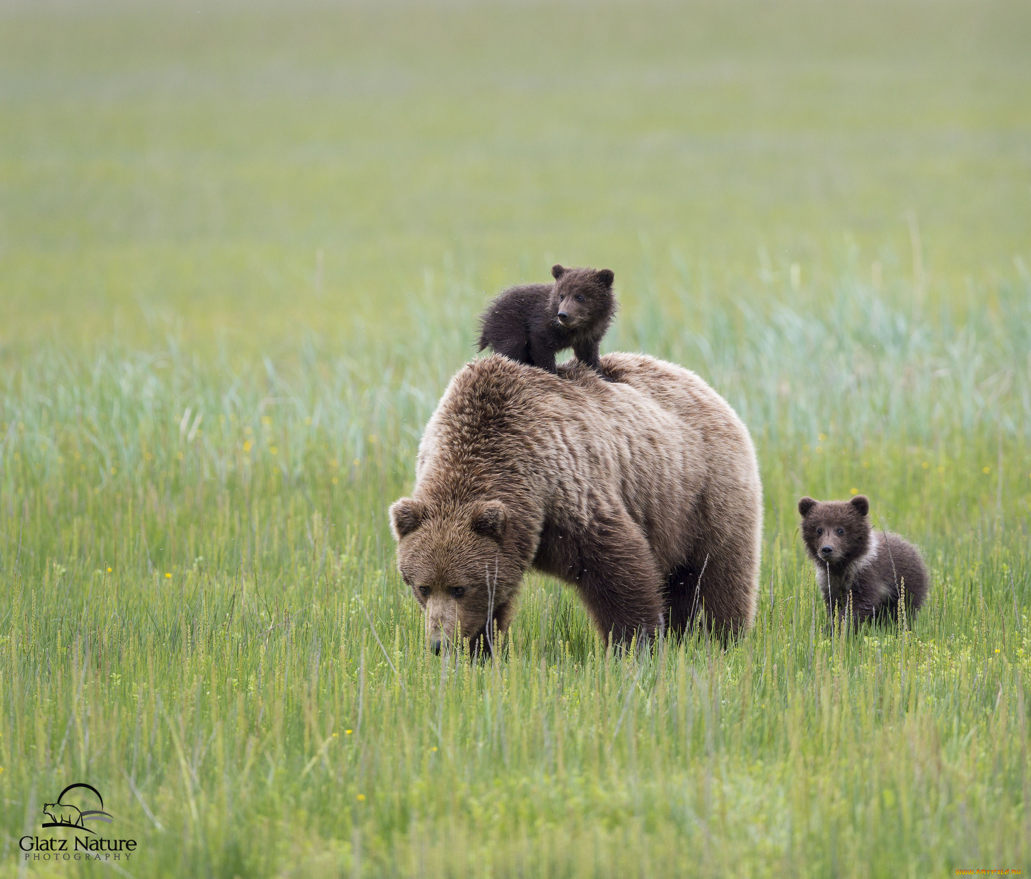 животные, медведи, семья, lake, clark, national, park, alaska, аляска, медведица, медвежата, детёныши, материнство