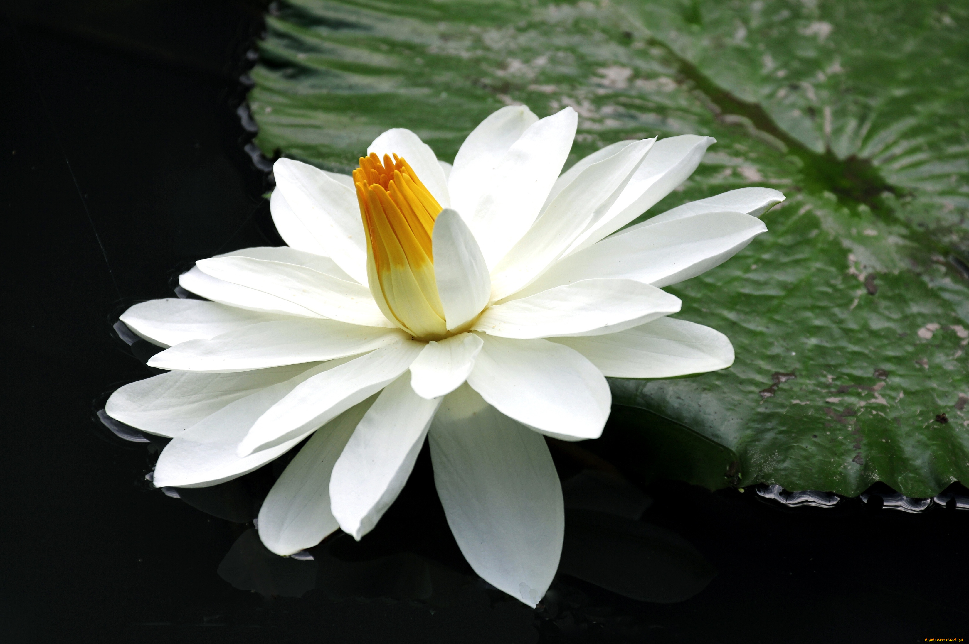 Водяная лилия 8. Кувшинка белая водяная Лилия. Кубышка белая. Размер белой кувшинки. Кувшинка белая фото.