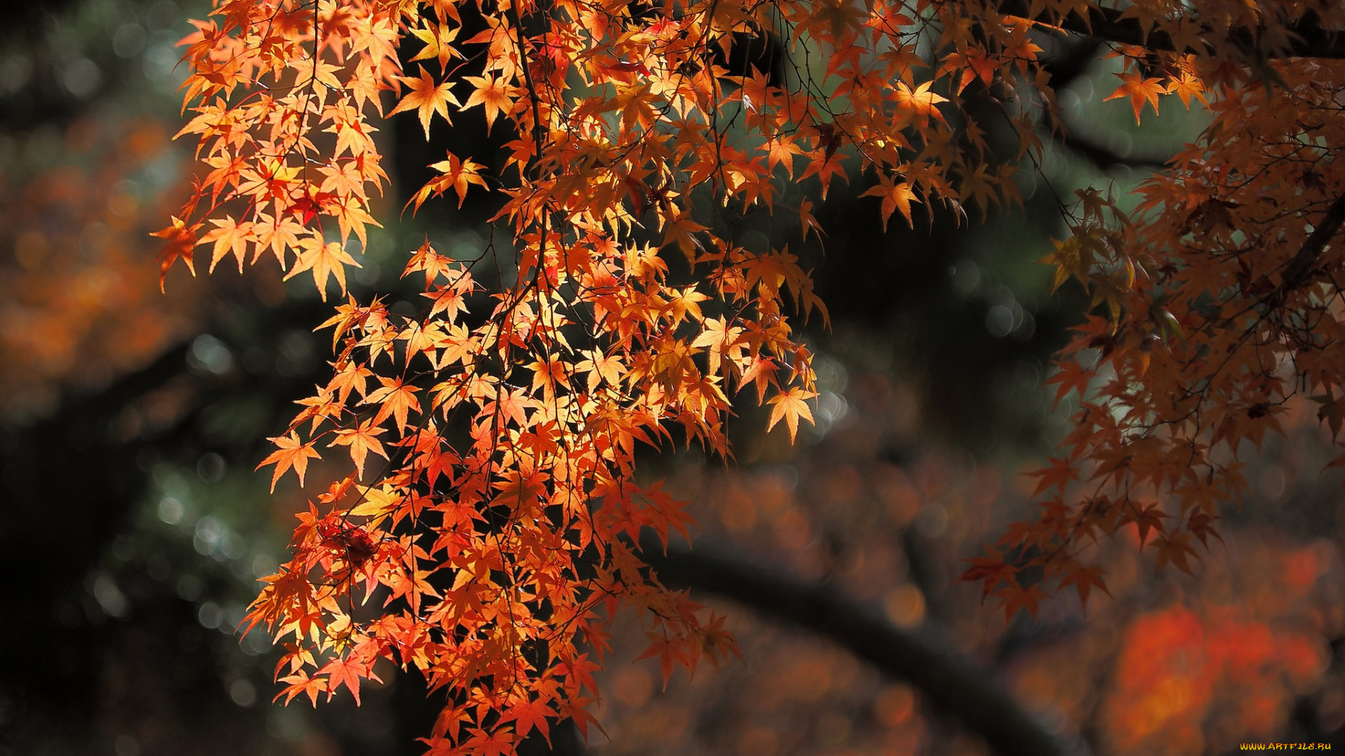 природа, листья, осень, красные