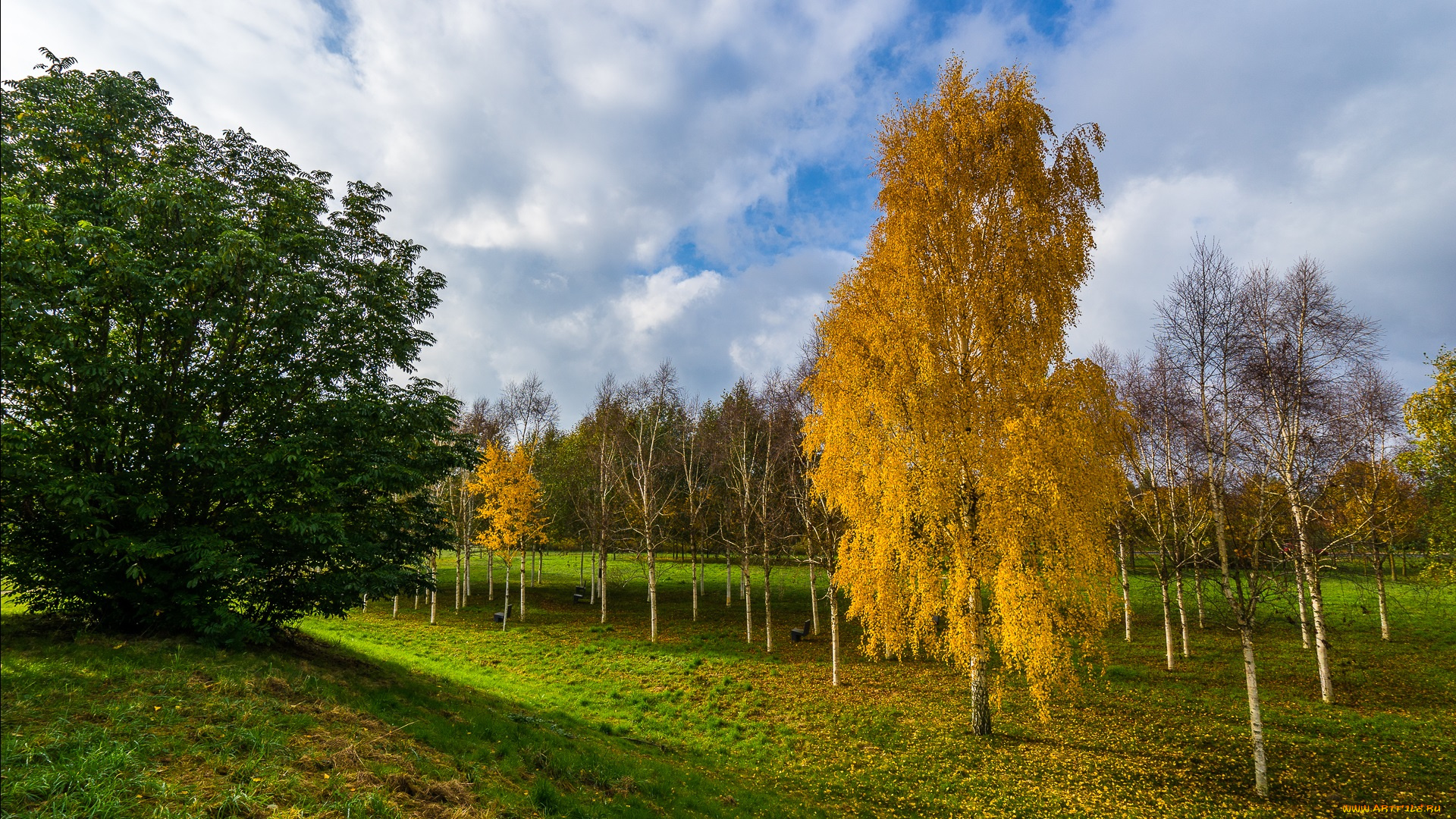 природа, пейзажи, деревья, осень