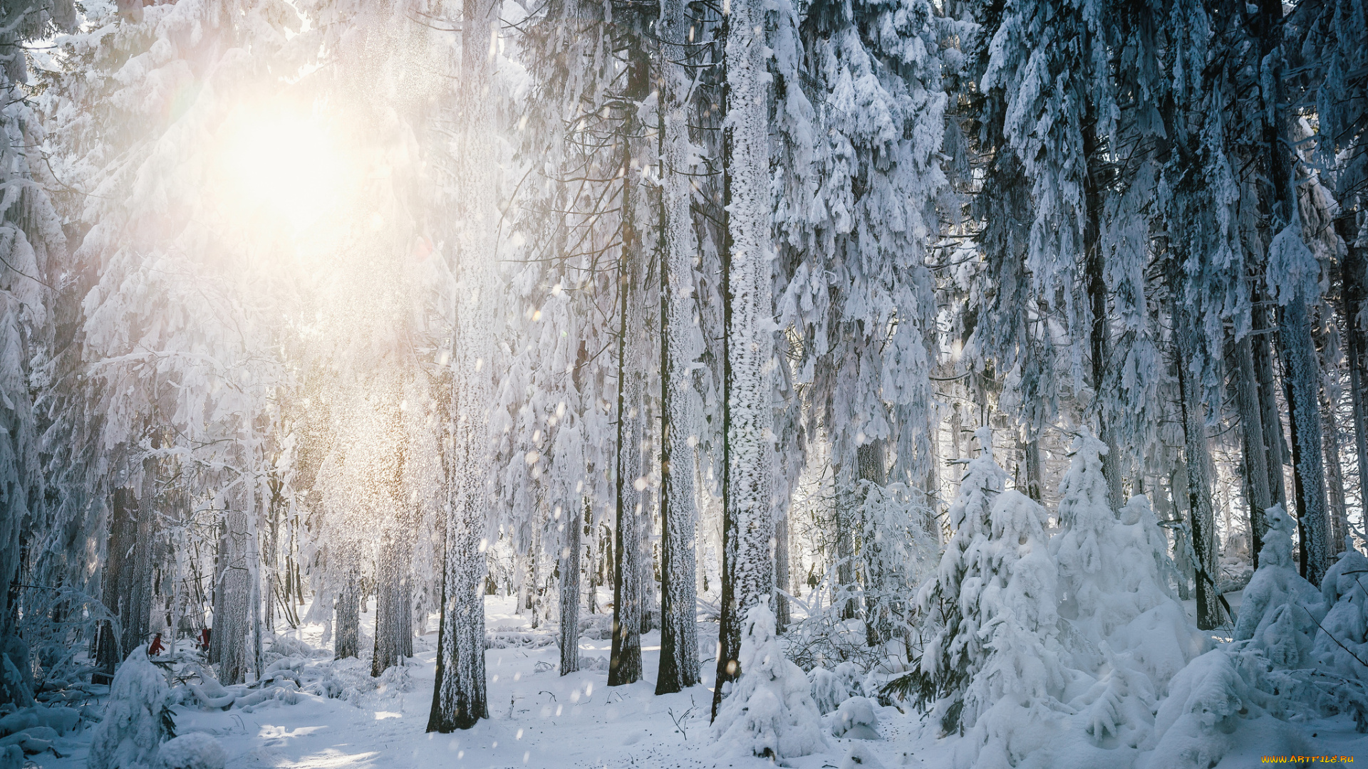 природа, зима, свет, солнце, иней, деревья, лес, гессен, германия, снег