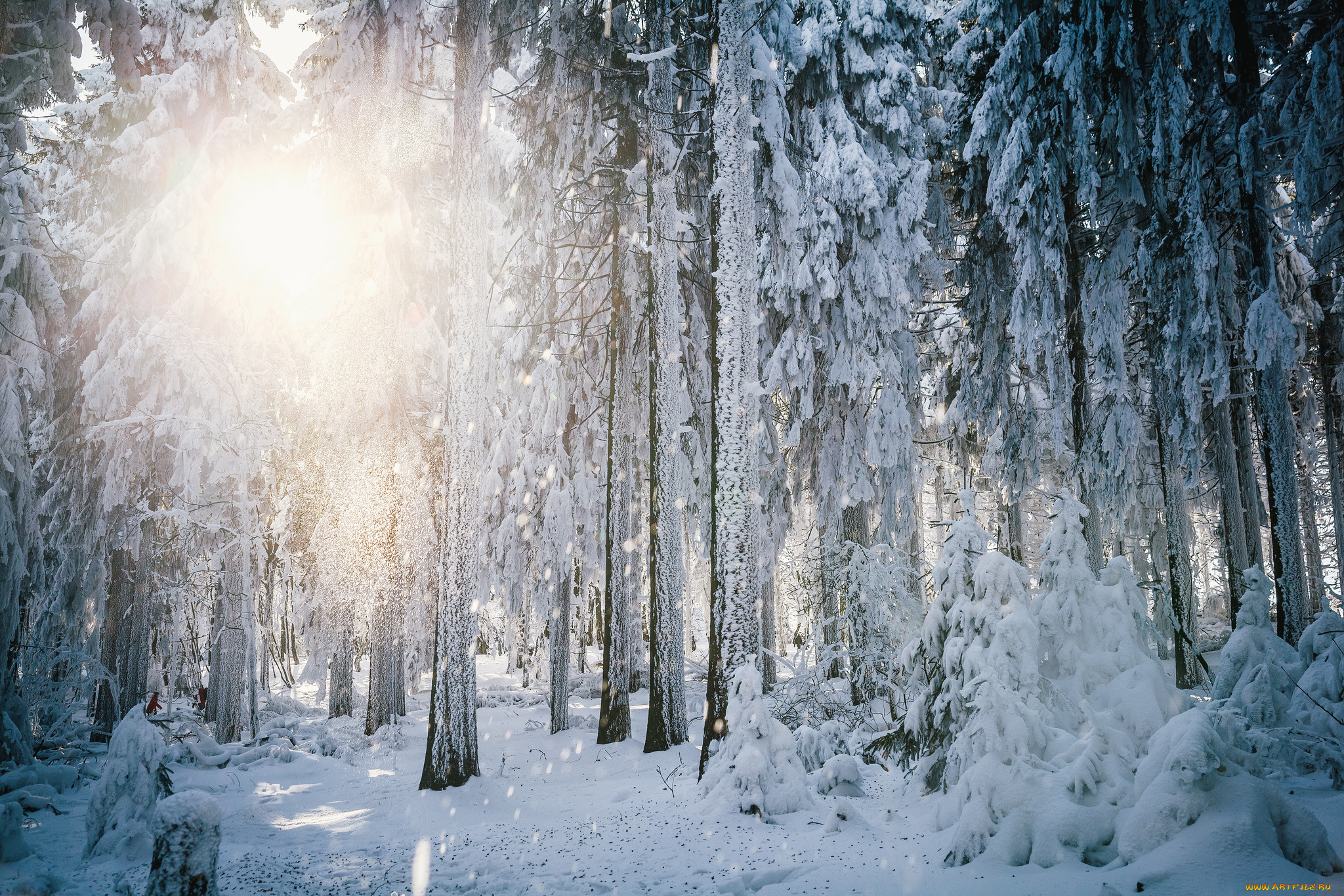 природа, зима, свет, солнце, иней, деревья, лес, гессен, германия, снег
