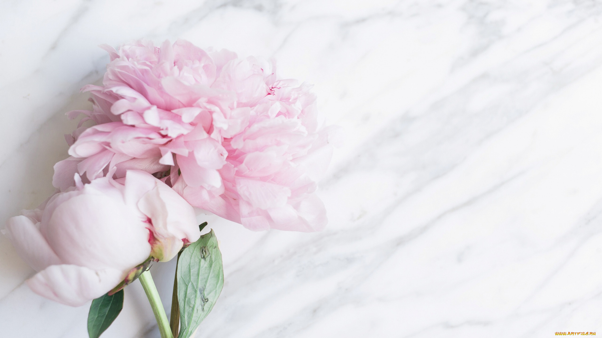 цветы, пионы, букет, flowers, tender, peonies, pink, мрамор, marble