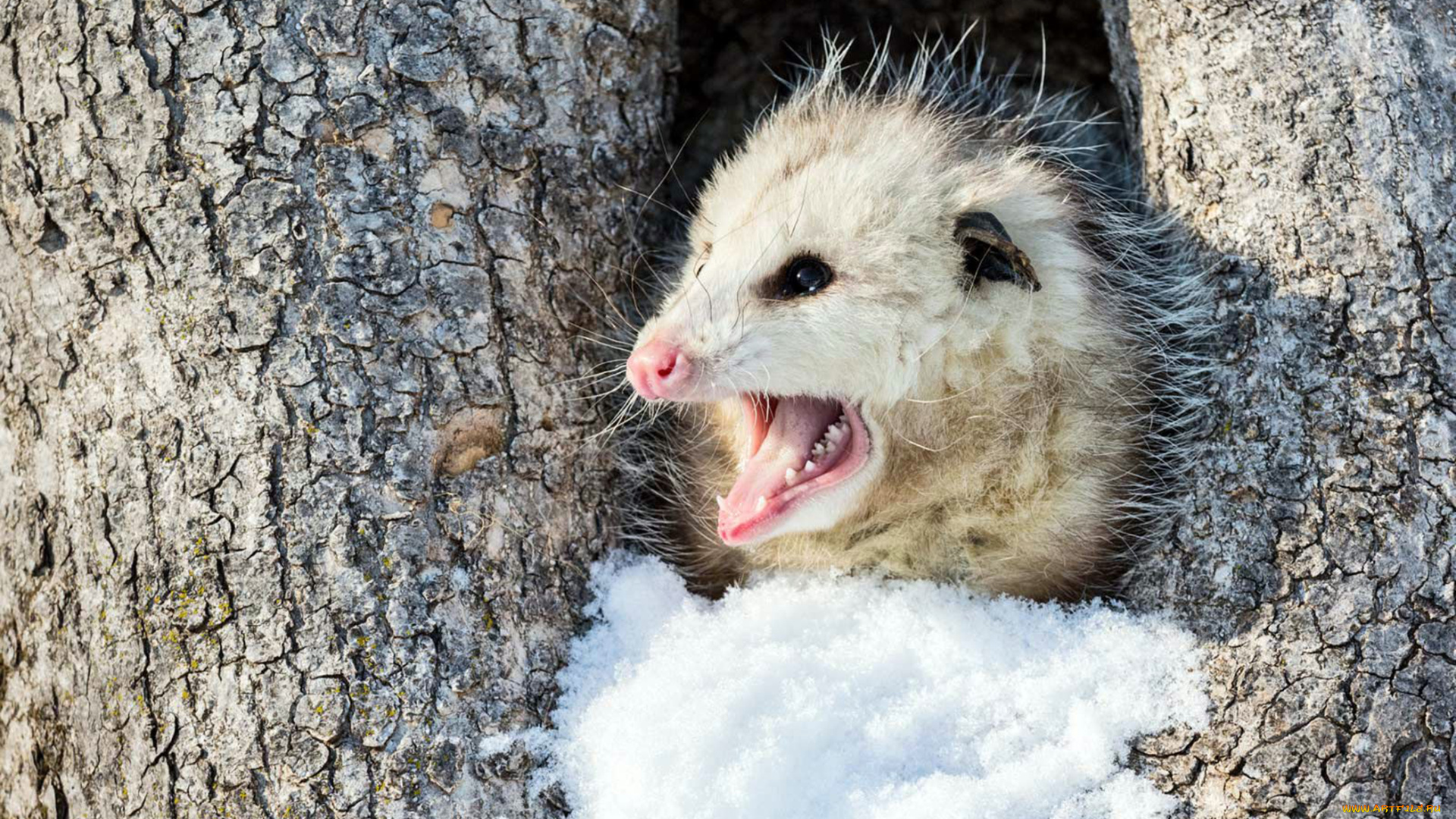 opossum, животные, опоссумы, опоссум, опоссумовые, зверёк, мех, хвостик, мордочка, млекопитающие