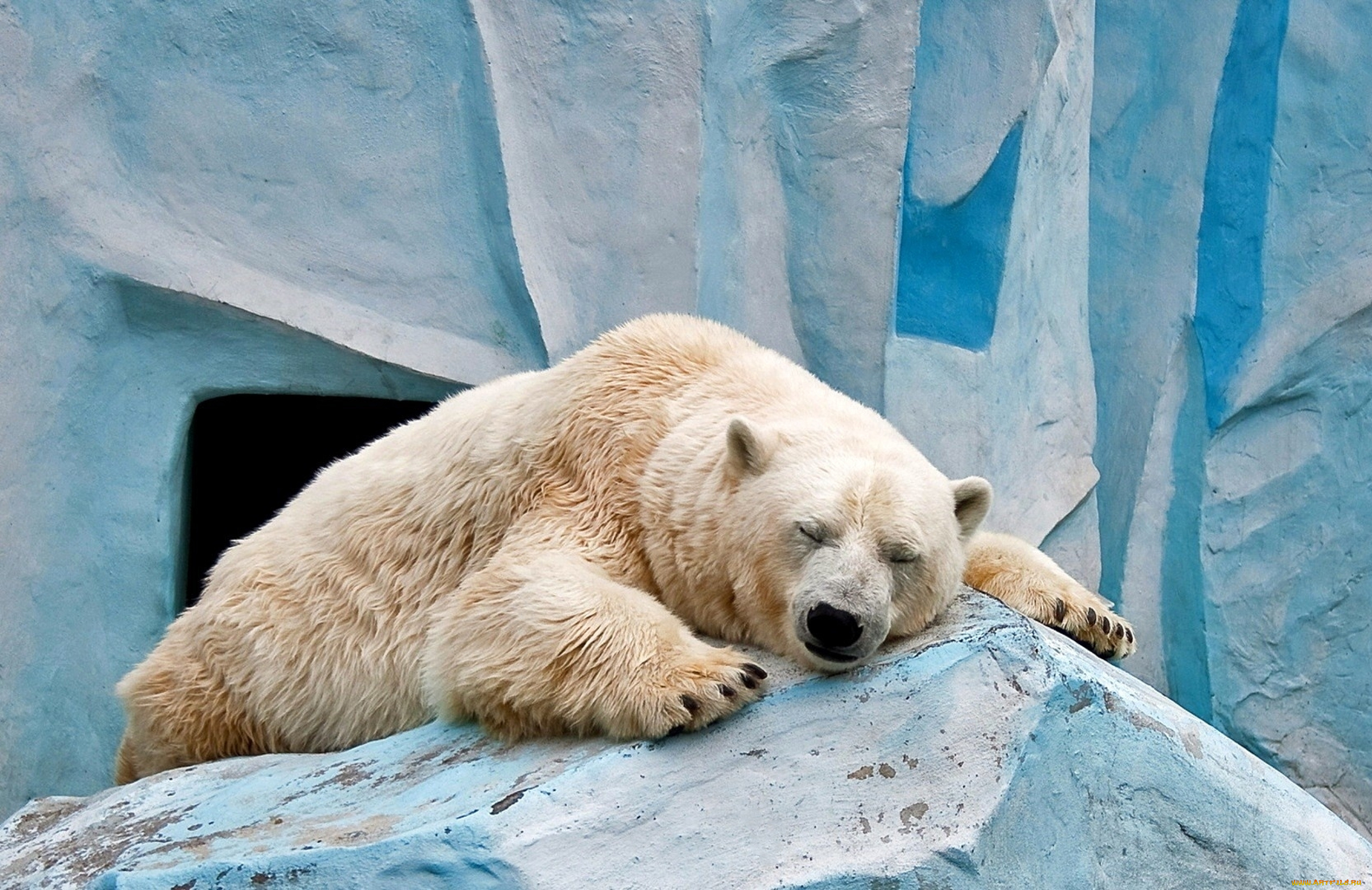 White bear. Белый медведь и Полярный медведь. Полярный медведь с медвежонком. Белый Полярный медведь фото. Полар Беар.