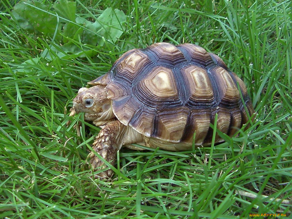 Зеленая черепаха на траве без смс