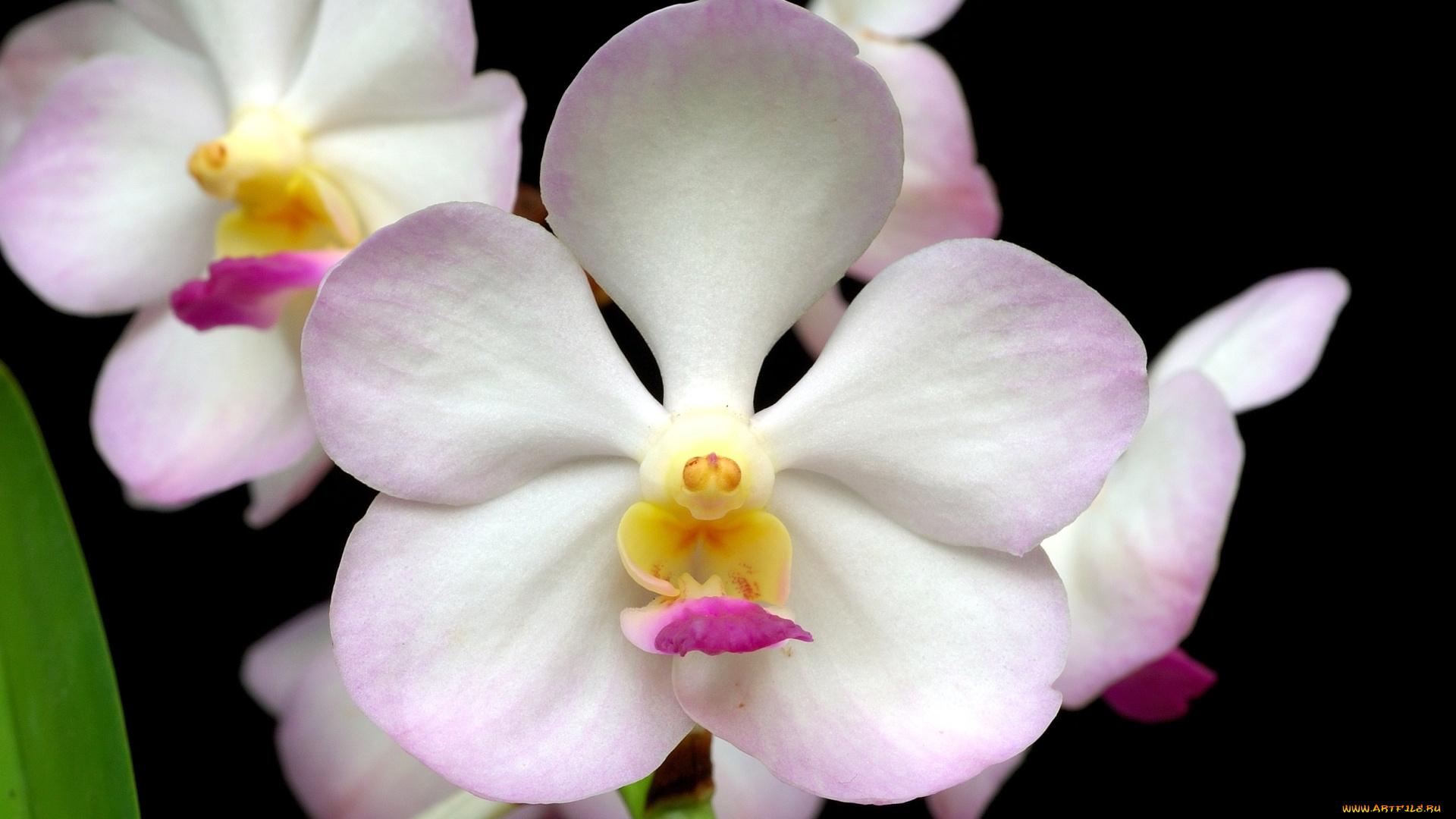 цветы, орхидеи, лепестки, бледно-розовый