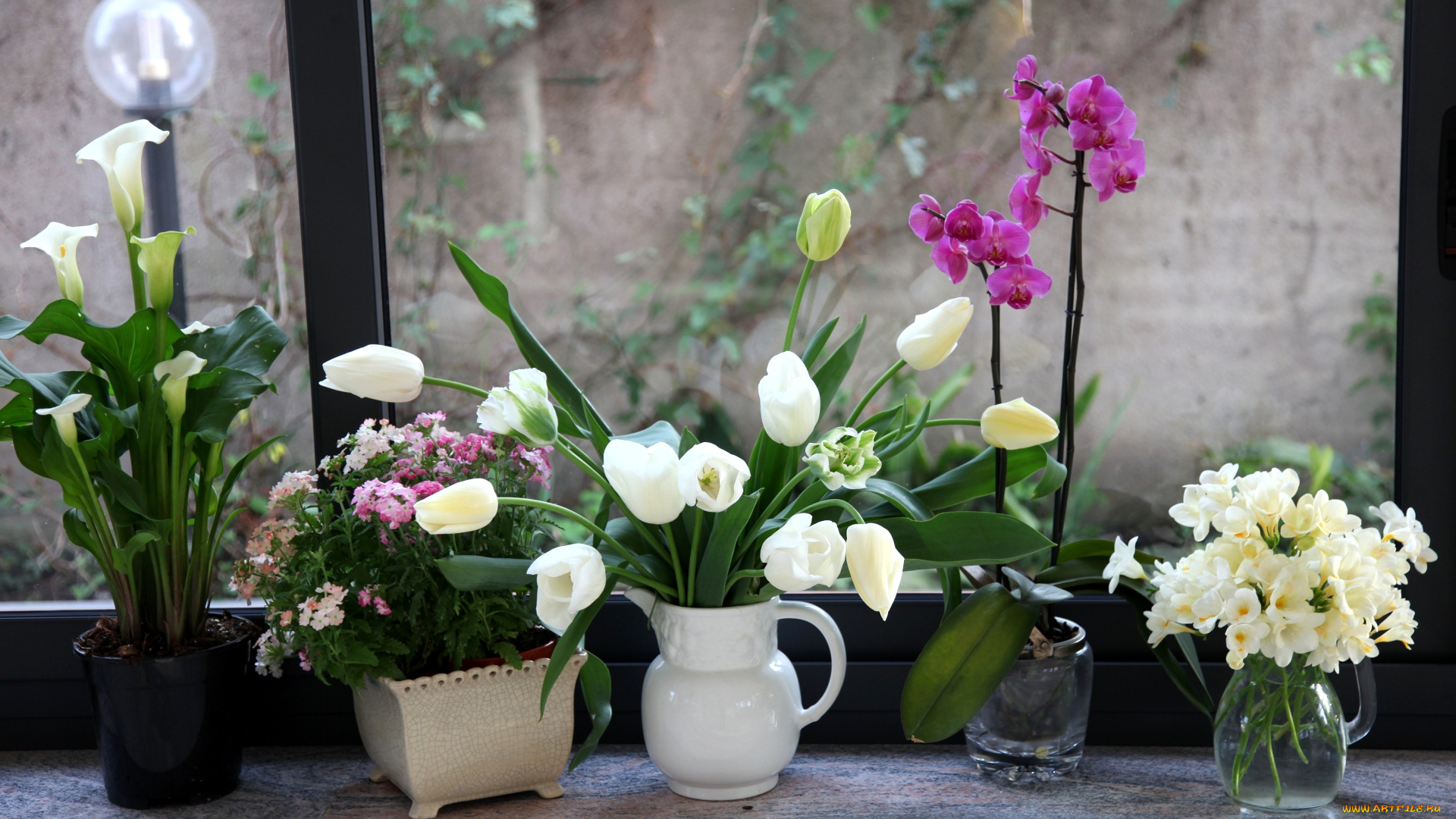 цветы, разные, вместе, вербена, каллы, орхидея, фрезии, тюльпаны