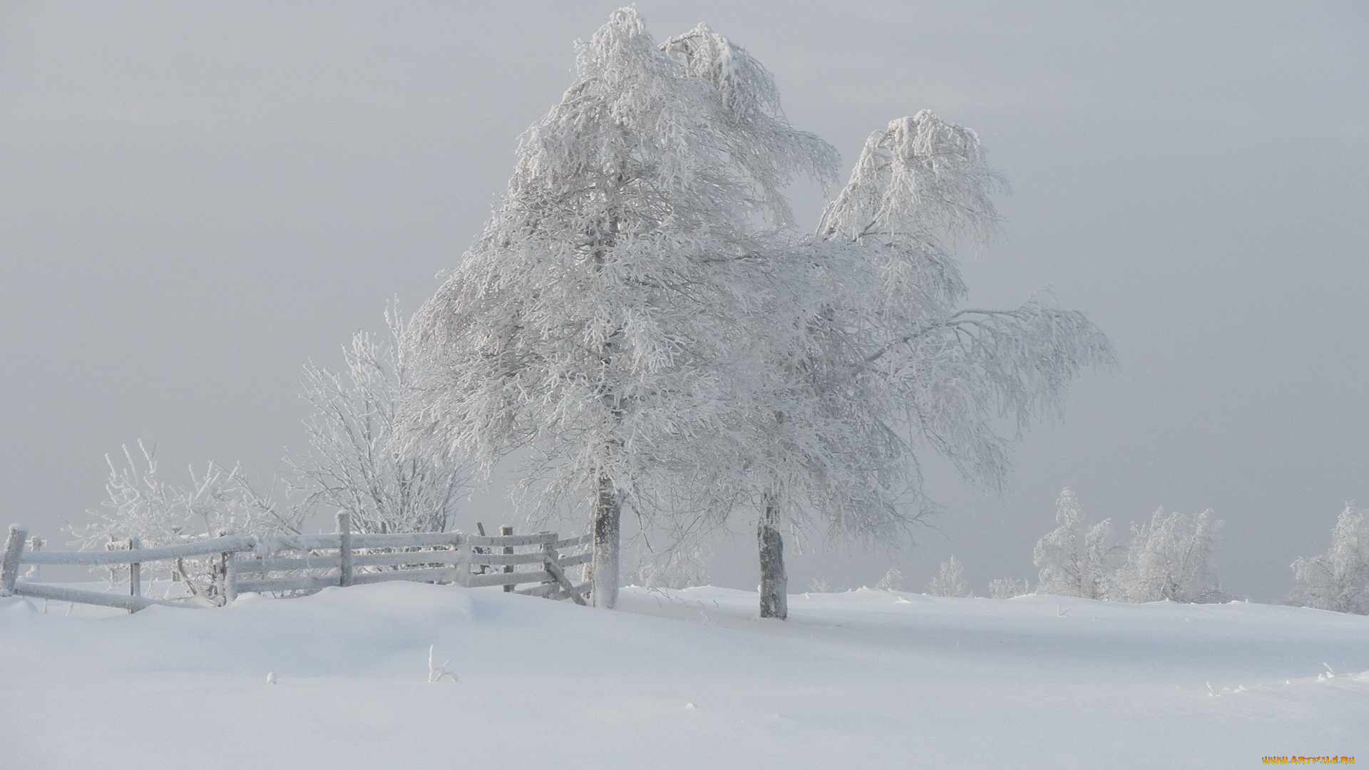 природа, зима, снег, туман, деревья