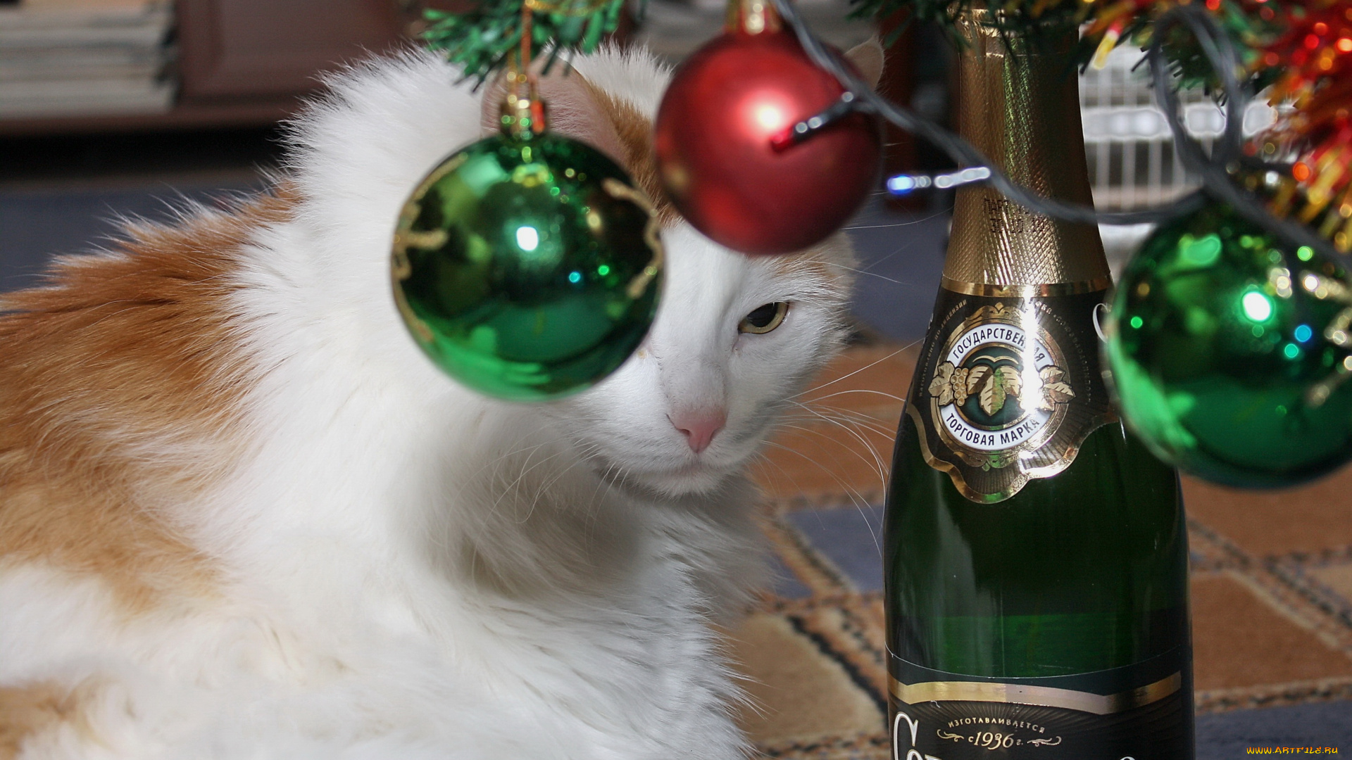 животные, коты, кот, кошка, праздник, новый, год, шары, шампанское