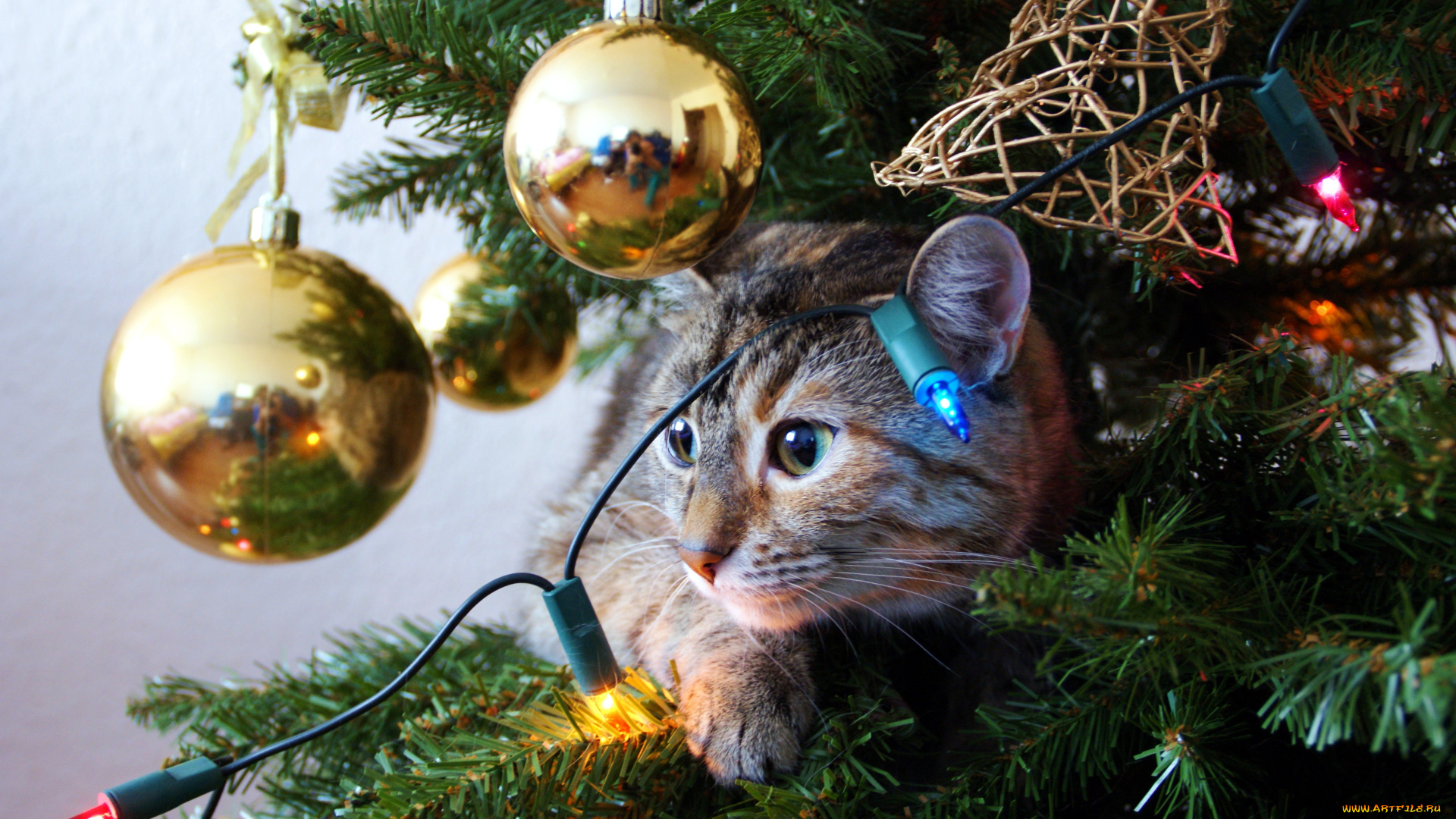 животные, коты, кот, кошка, праздник, новый, год, шары