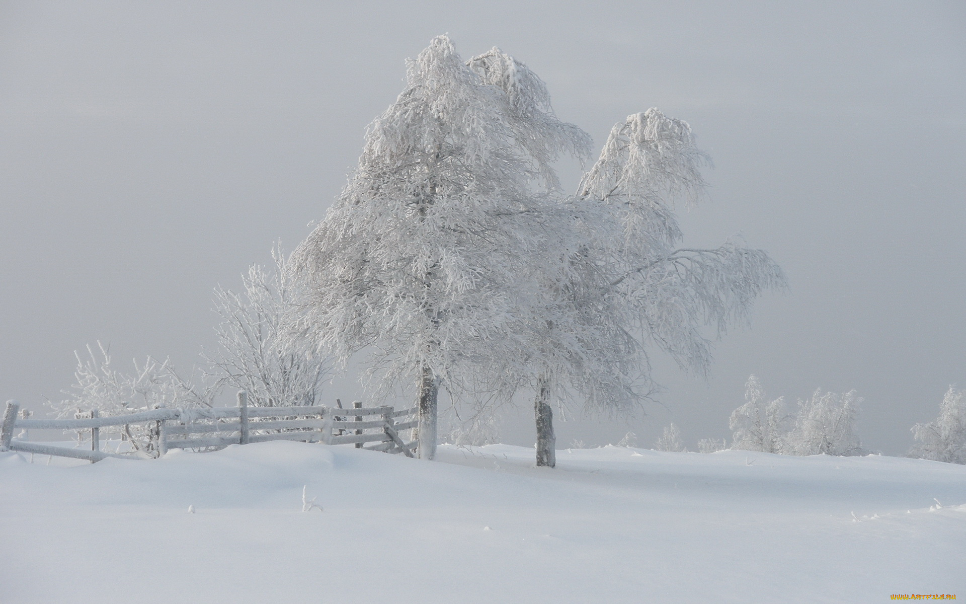 природа, зима, снег, туман, деревья