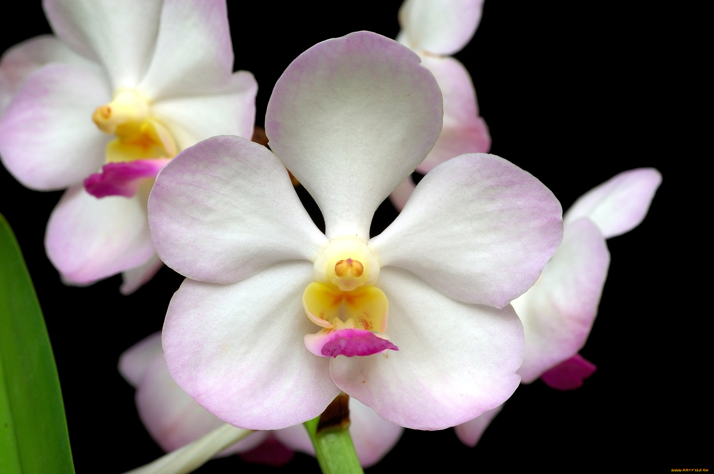 цветы, орхидеи, лепестки, бледно-розовый