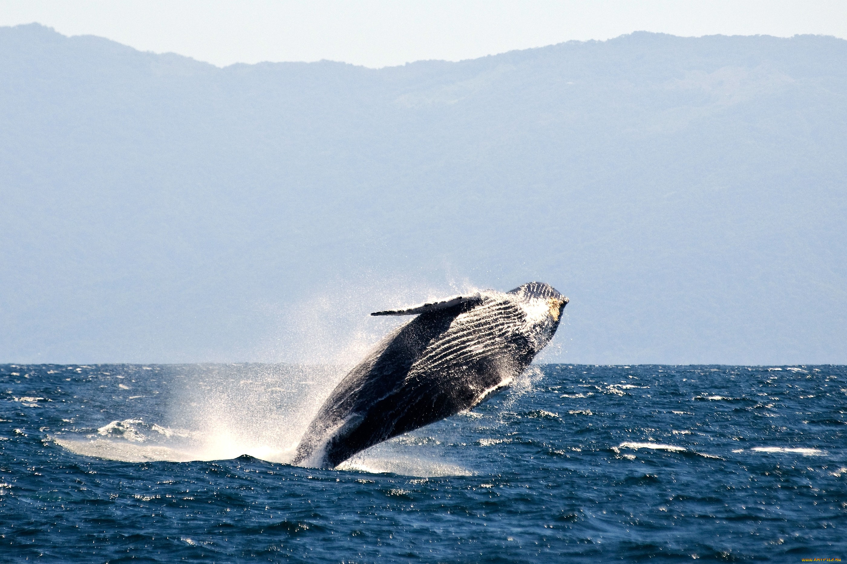 животные, киты, кашалоты, брызги, большой, прыжок, вода, море
