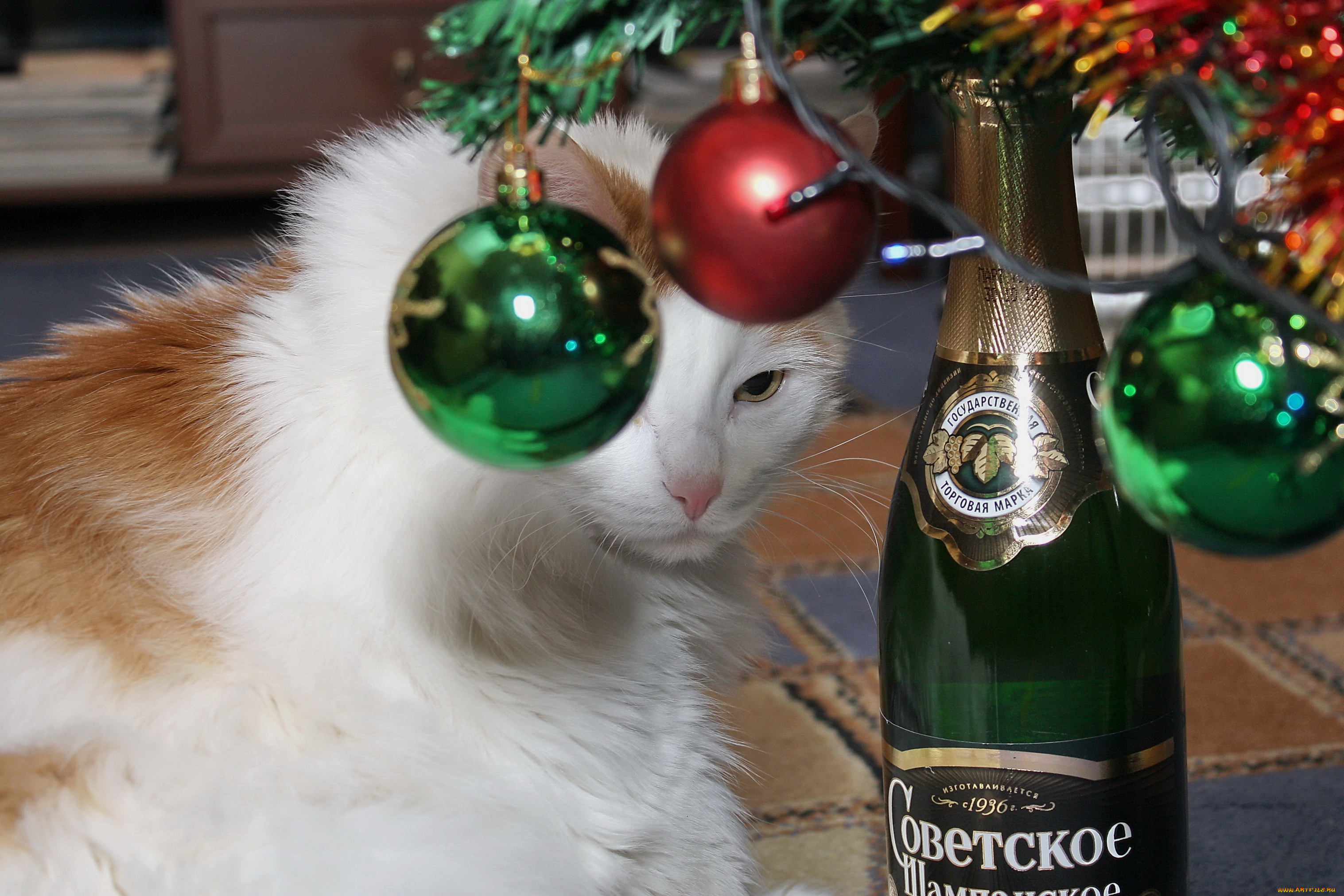 животные, коты, кот, кошка, праздник, новый, год, шары, шампанское