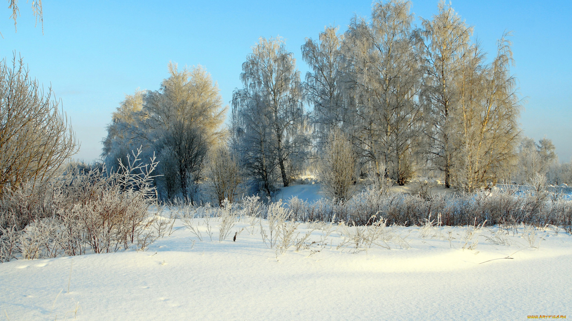 природа, зима, солнце, деревья, снег