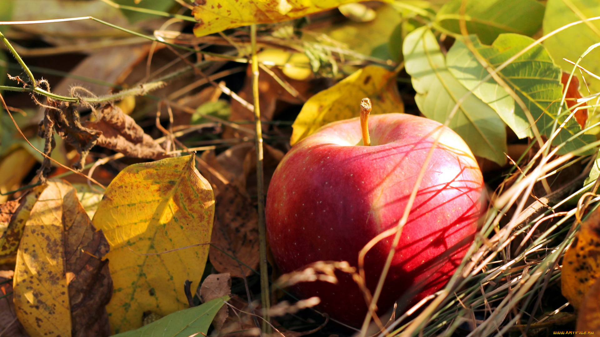 еда, Яблоки, яблоко, осень, листья
