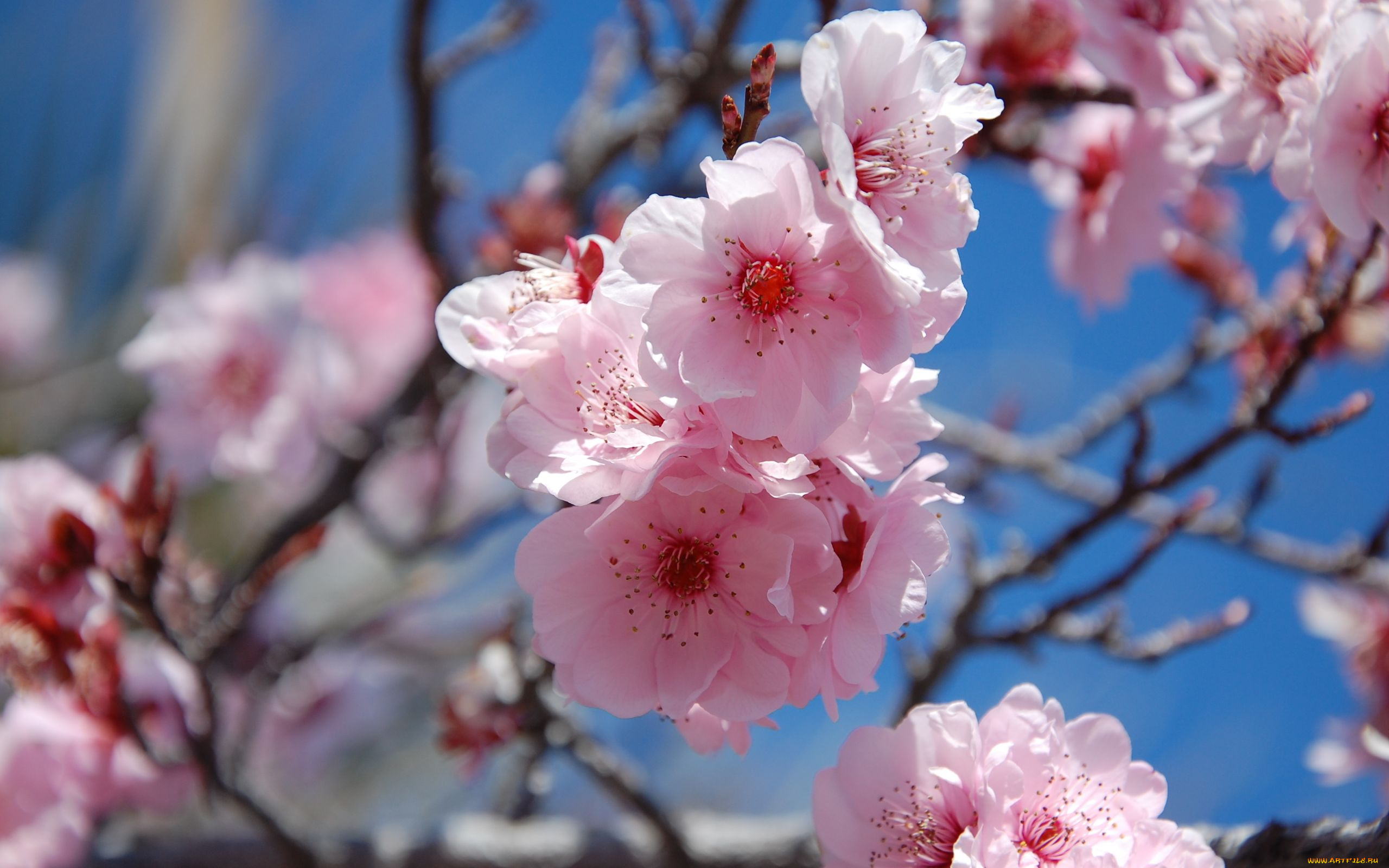 цветы, сакура, вишня