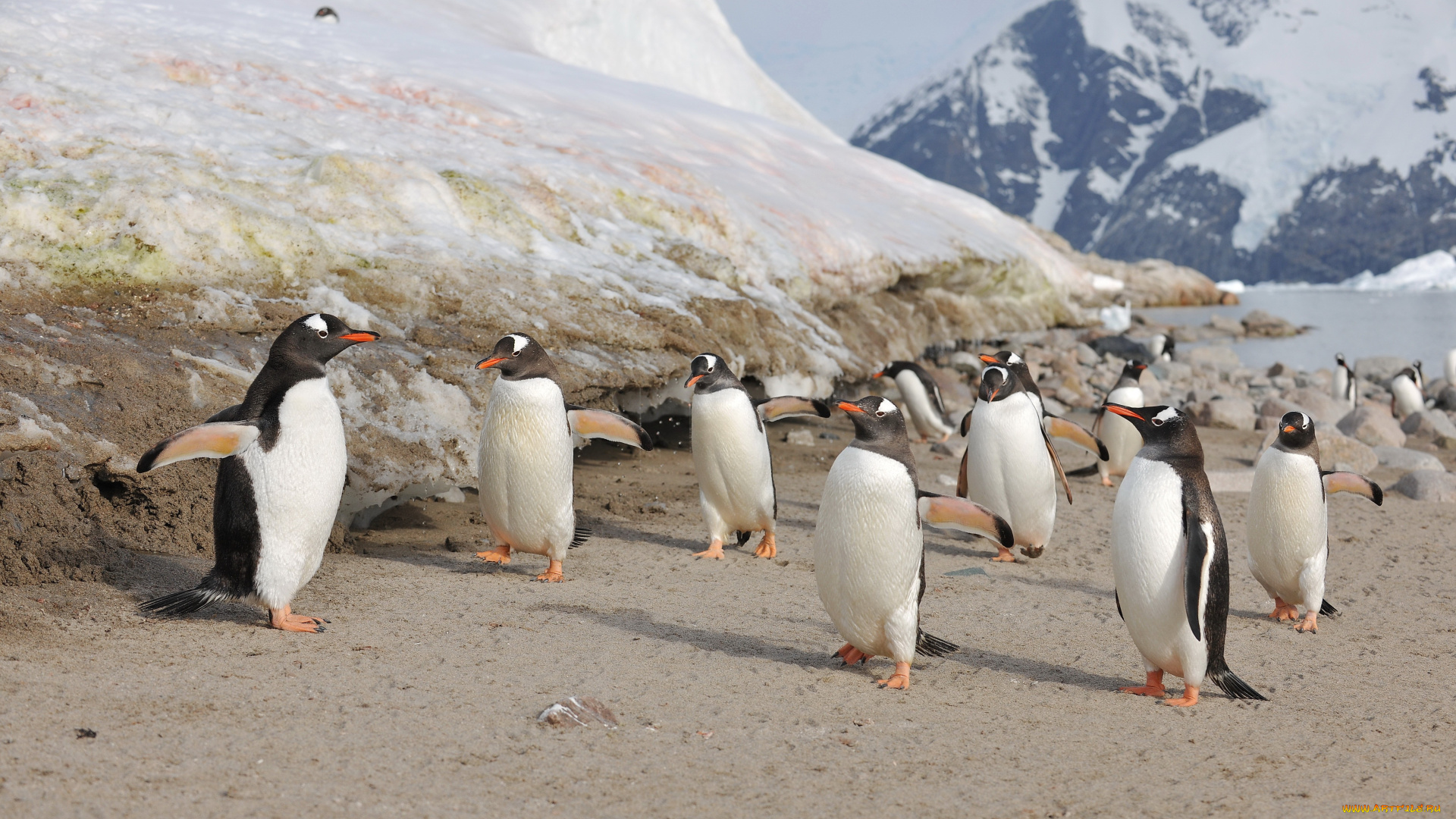 субантарктический, пингвин, животные, пингвины