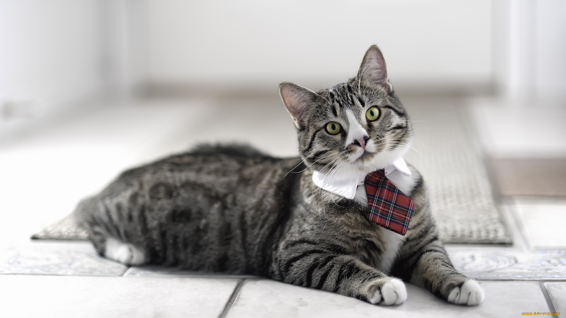 животные, коты, кот, кошка, галстук, джентельмен