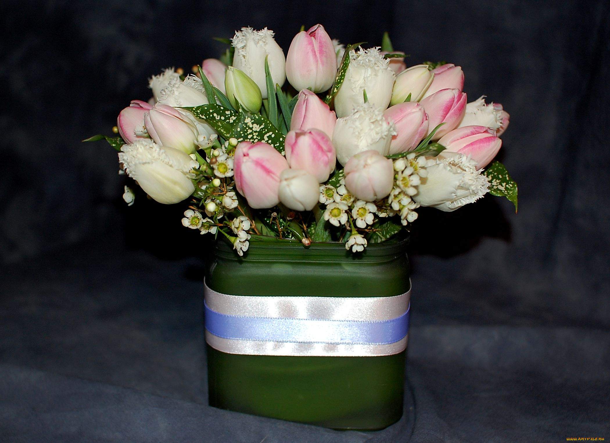 цветы, тюльпаны, лента, белый, розовый