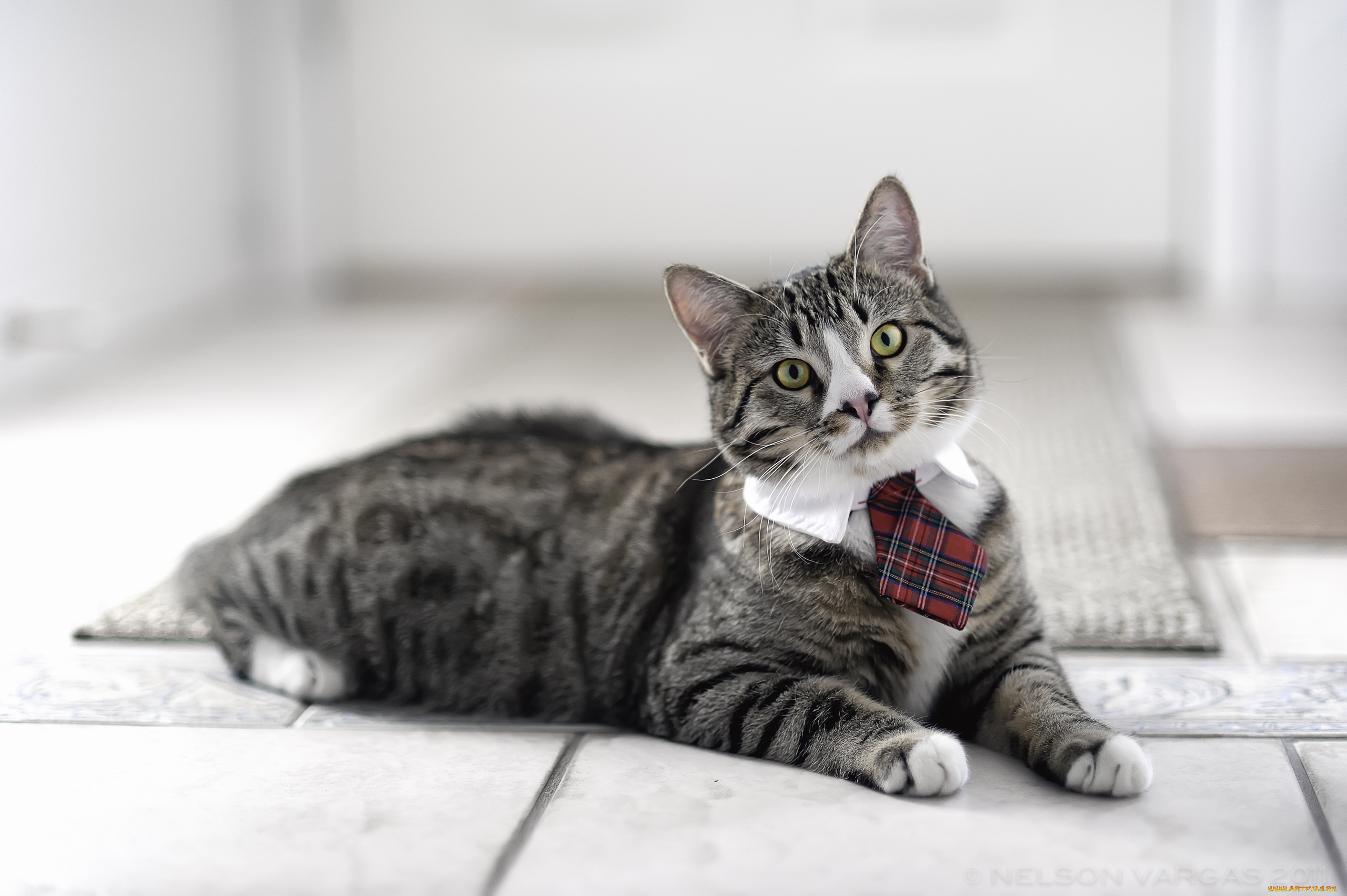 животные, коты, кот, кошка, галстук, джентельмен