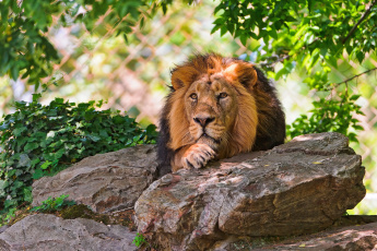 Картинка животные львы лев камни ветви листья