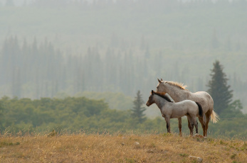 Картинка животные лошади конь лошадь жеребёнок пейзаж