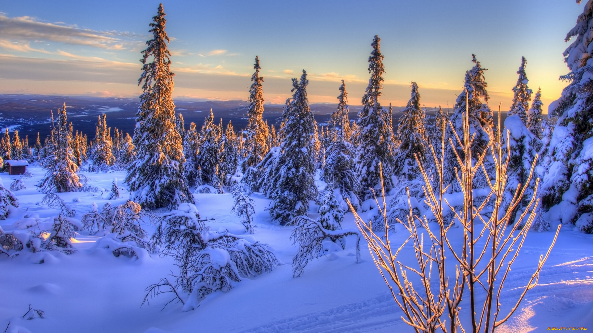 norway, природа, зима, ели, норвегия, снег