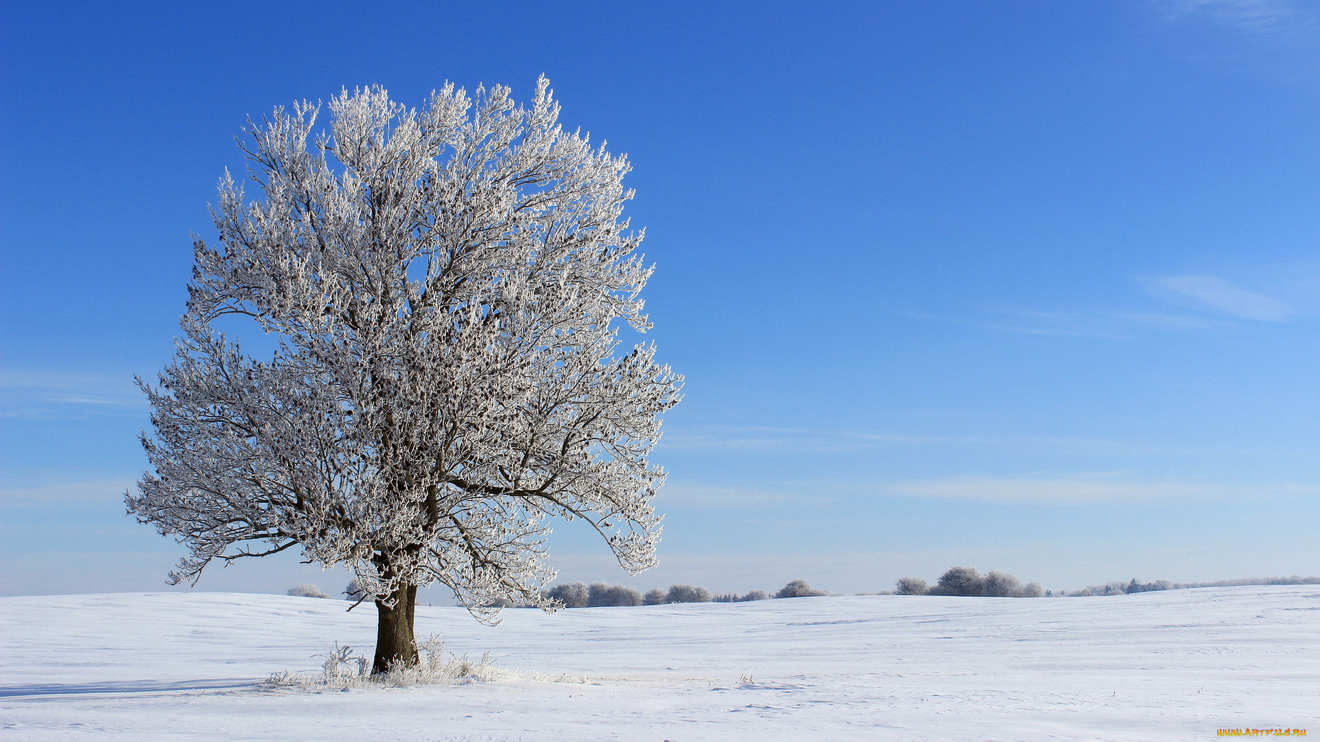 природа, зима, дерево, поле