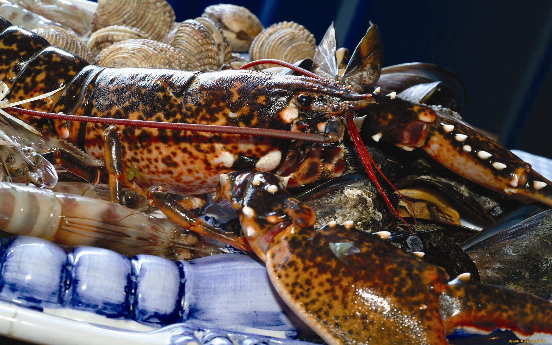 lobster, еда, рыба, морепродукты, суши, роллы, лобстер, мидии