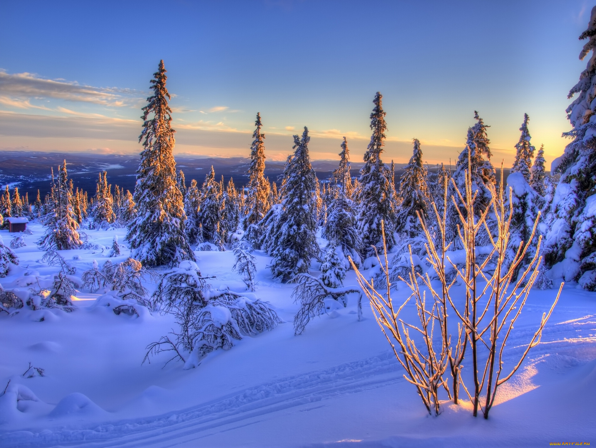 norway, природа, зима, ели, норвегия, снег