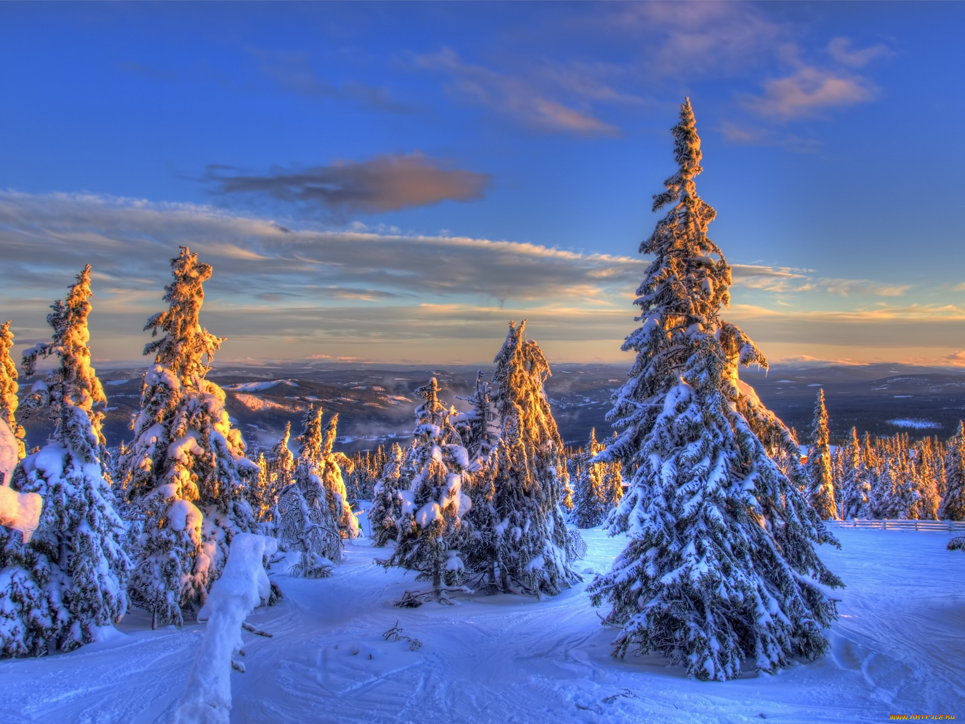 norway, природа, зима, норвегия, ели, снег