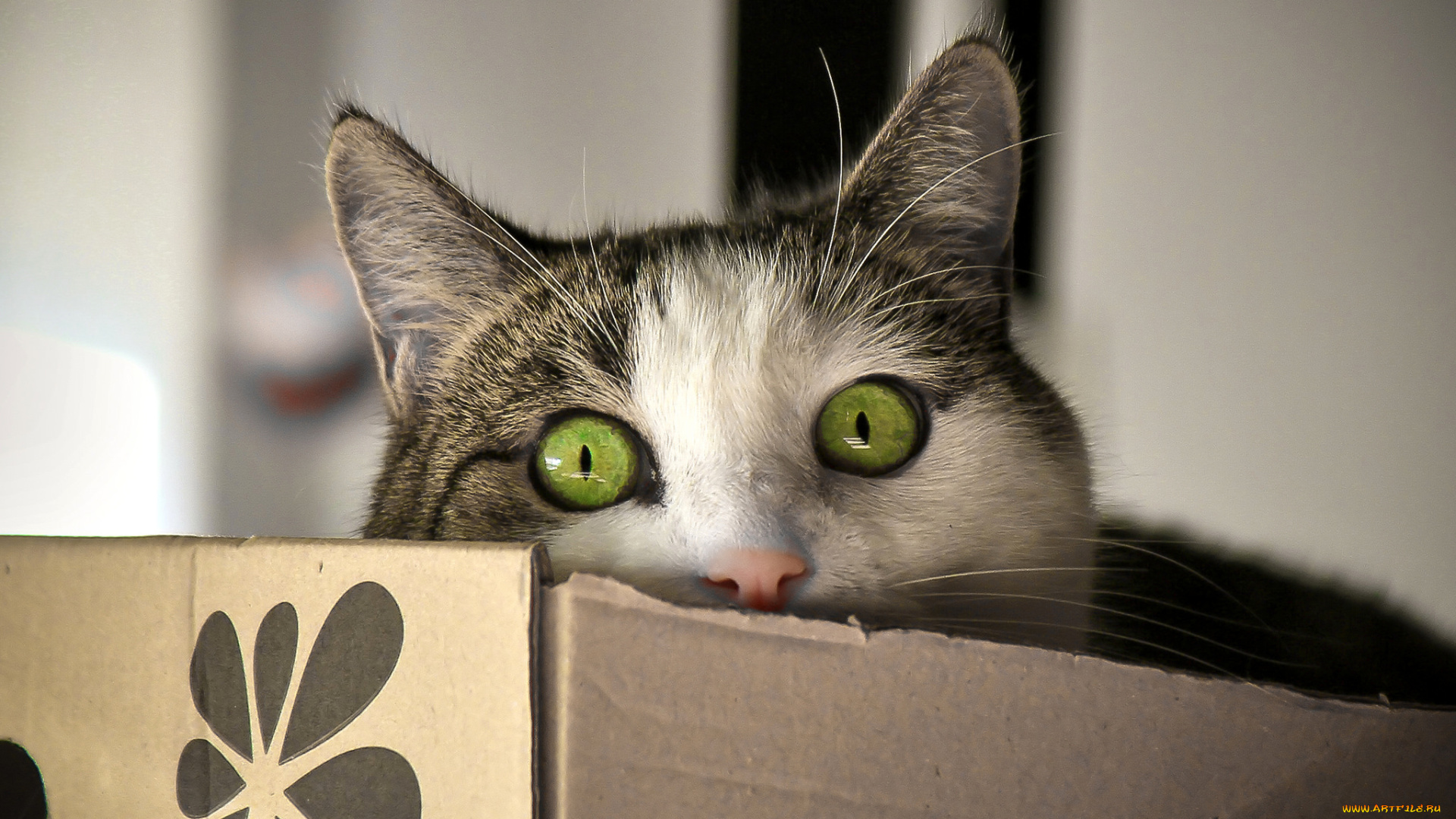 животные, коты, взгляд, кошак, глаза, кот, коробка