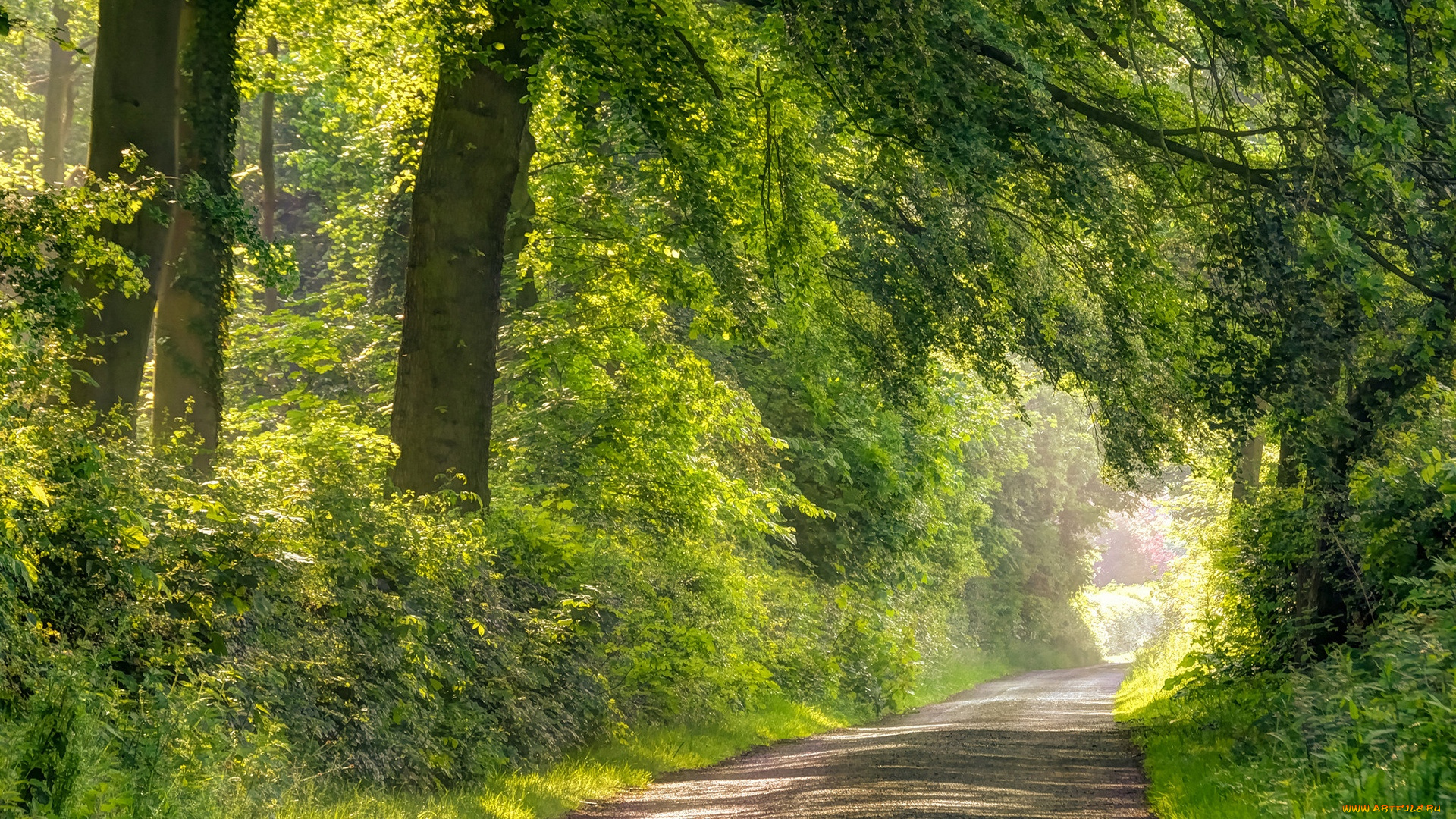 природа, дороги, красота, лес, дорога