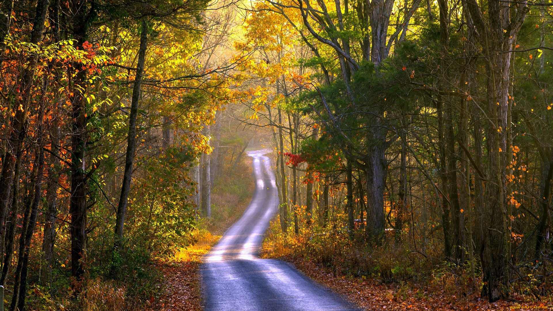 природа, дороги, листопад, лес, дорога, осень, проселочная