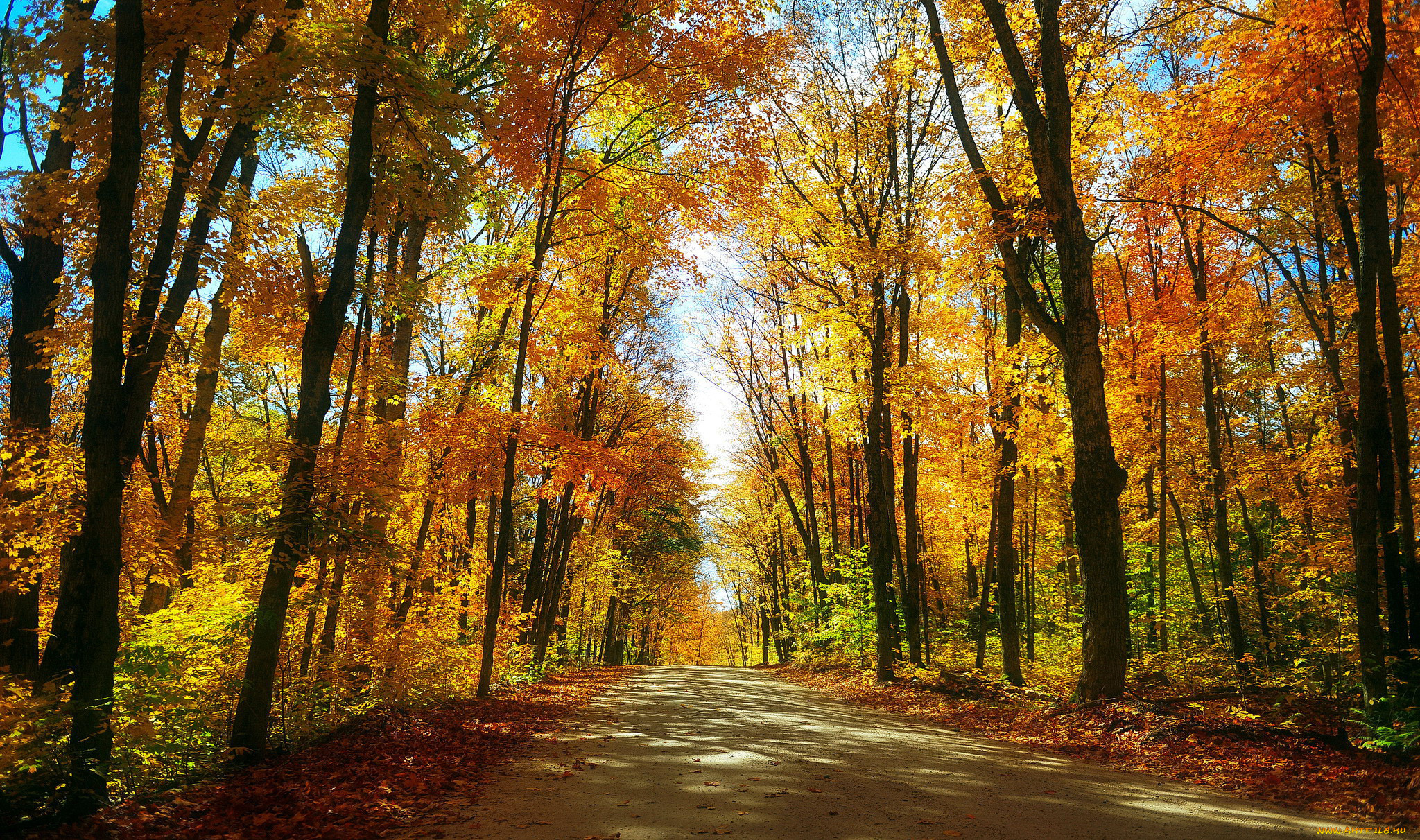 природа, дороги, проселочная, дорога, осень, лес, листопад