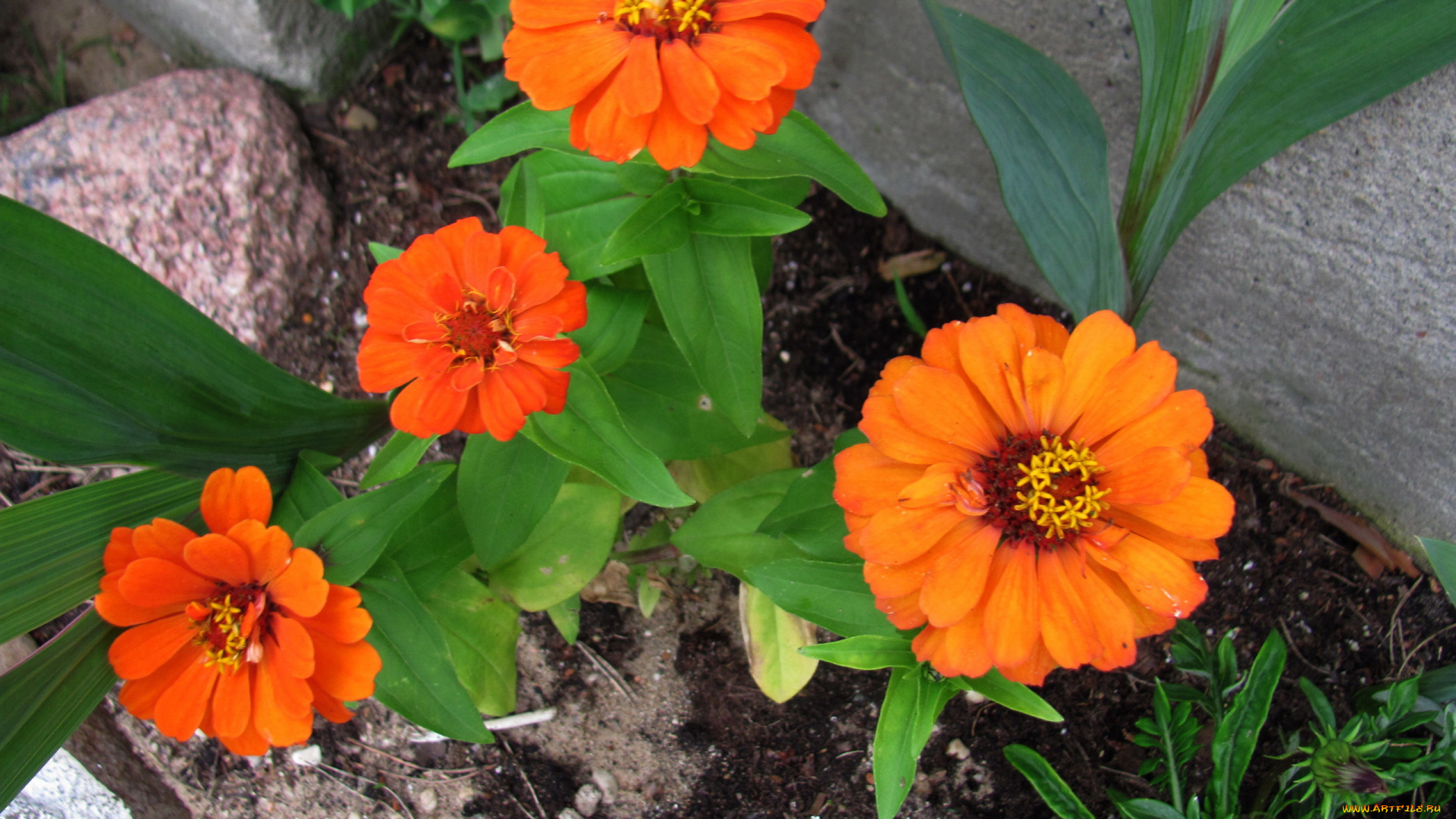 цветы, календула, оранжевая, ноготки