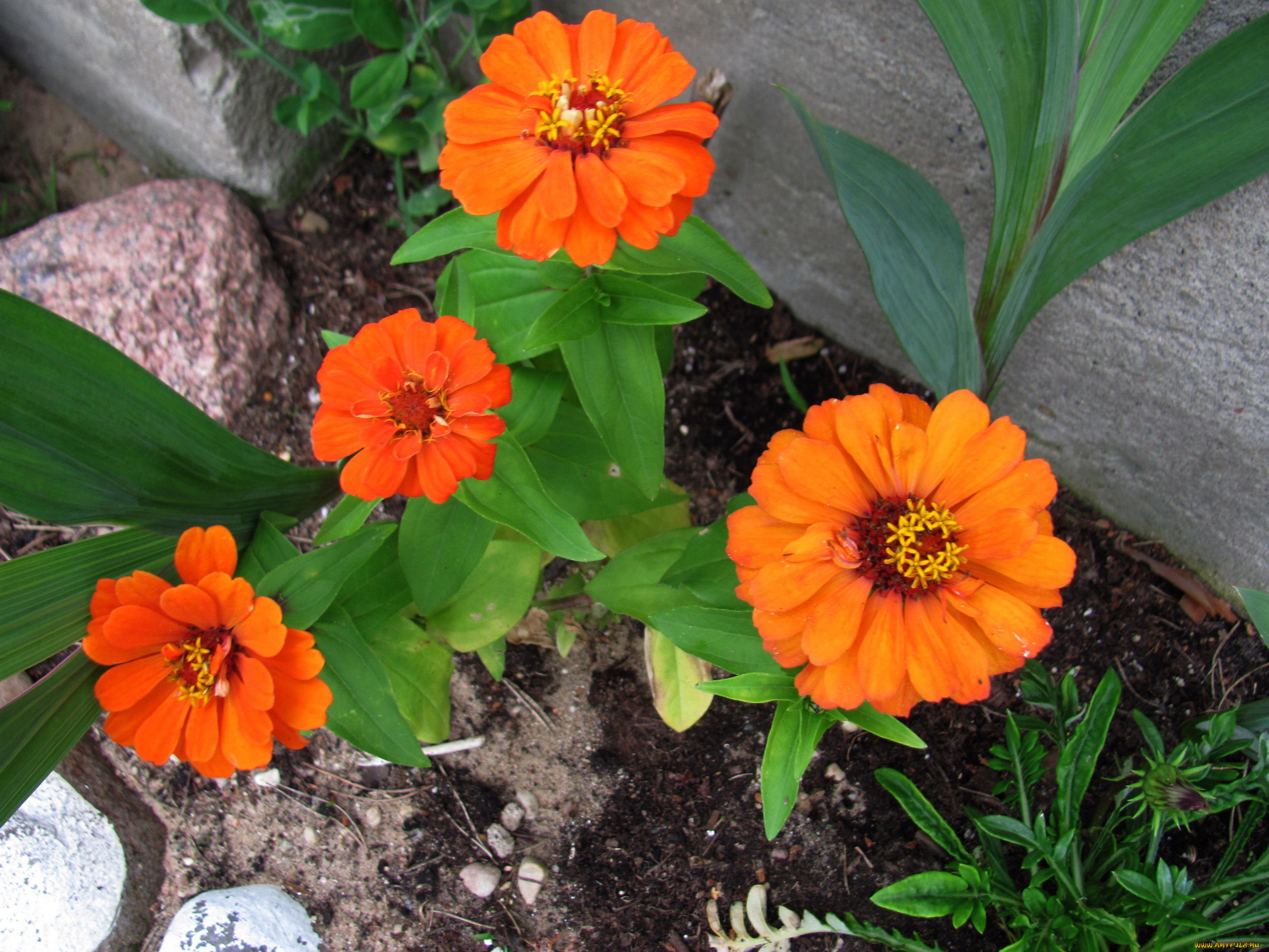 цветы, календула, оранжевая, ноготки