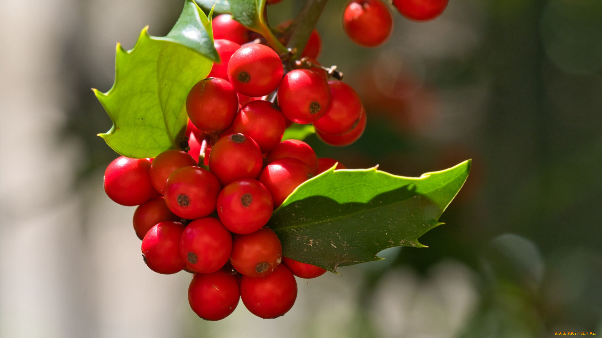 mistletoe, berries, омела, природа, ягоды, mistletoe, berries